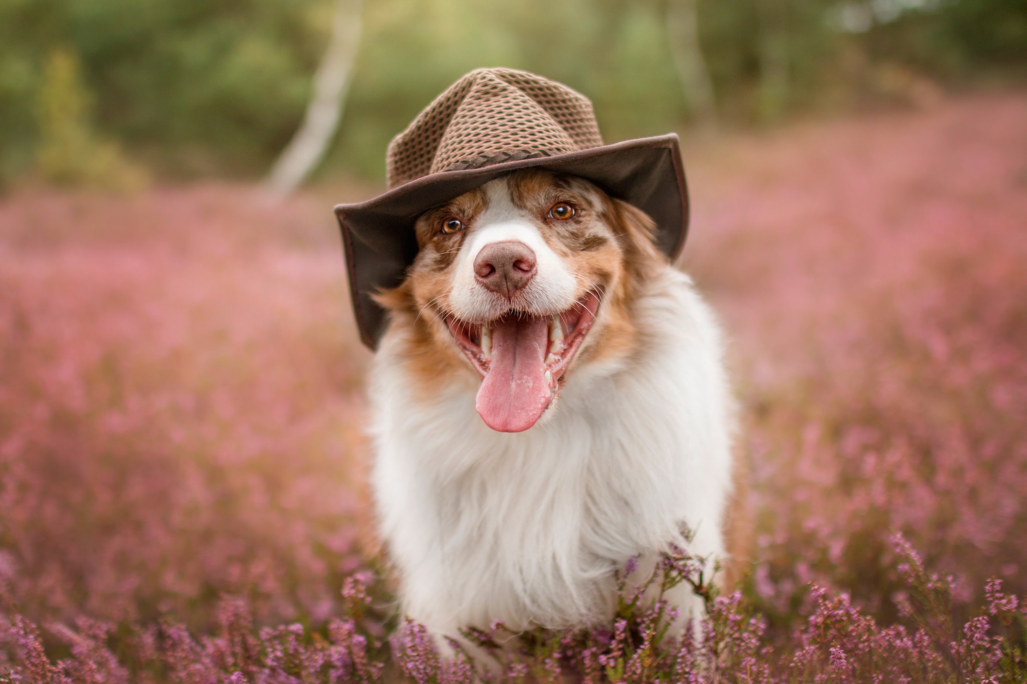 Download mobile wallpaper Dogs, Dog, Animal, Australian Shepherd, Hat for free.