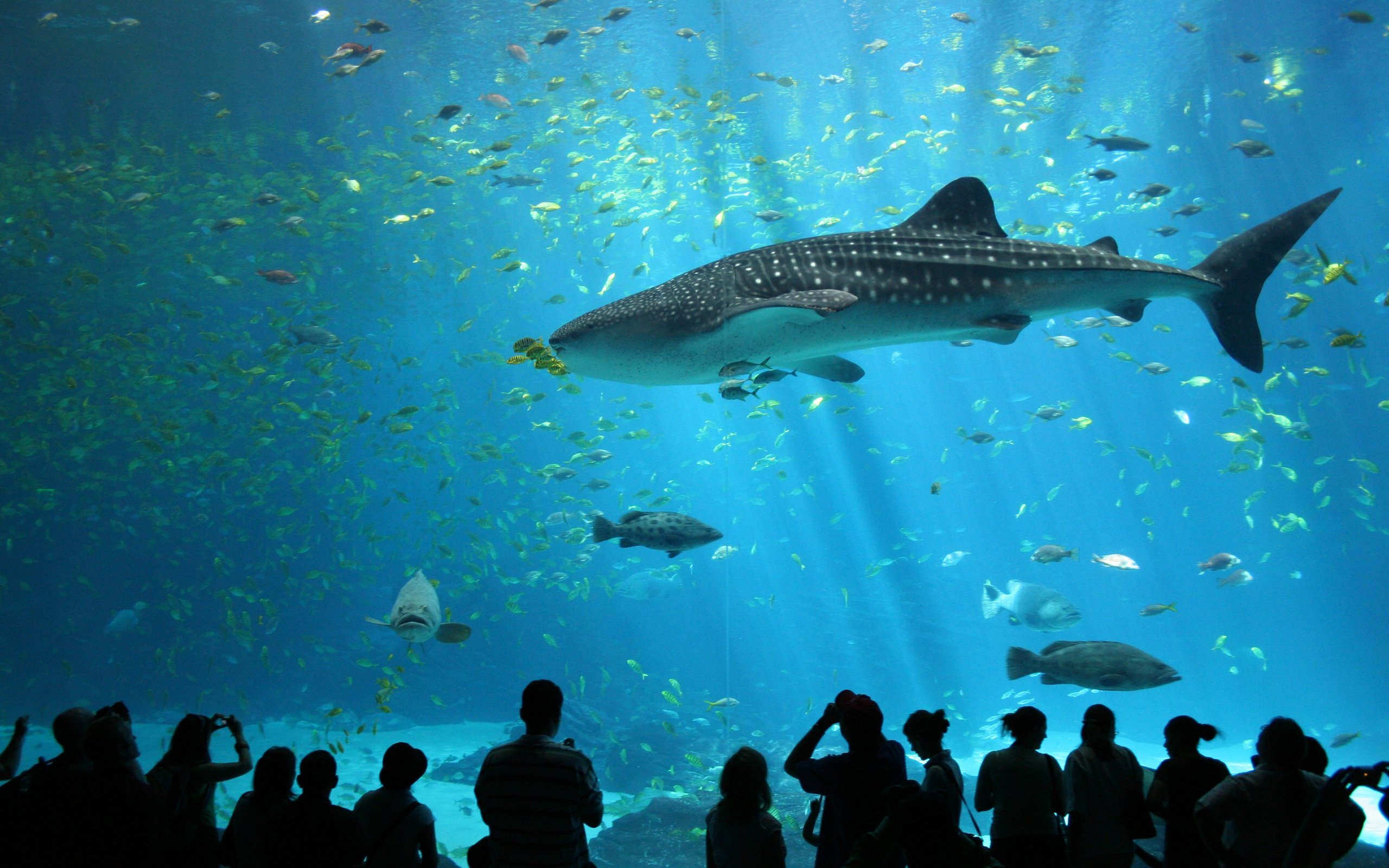 287159 descargar fondo de pantalla peces, animales, pez, tiburón: protectores de pantalla e imágenes gratis
