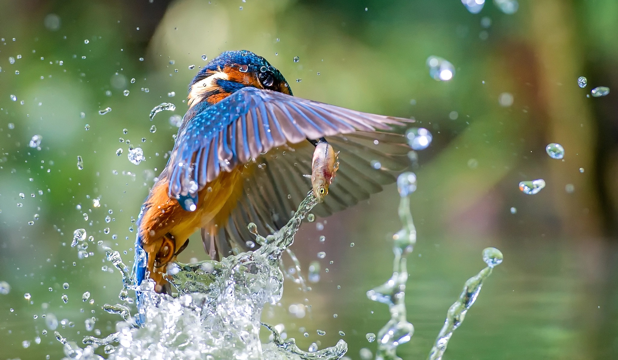 Free download wallpaper Birds, Water, Bird, Animal, Kingfisher on your PC desktop