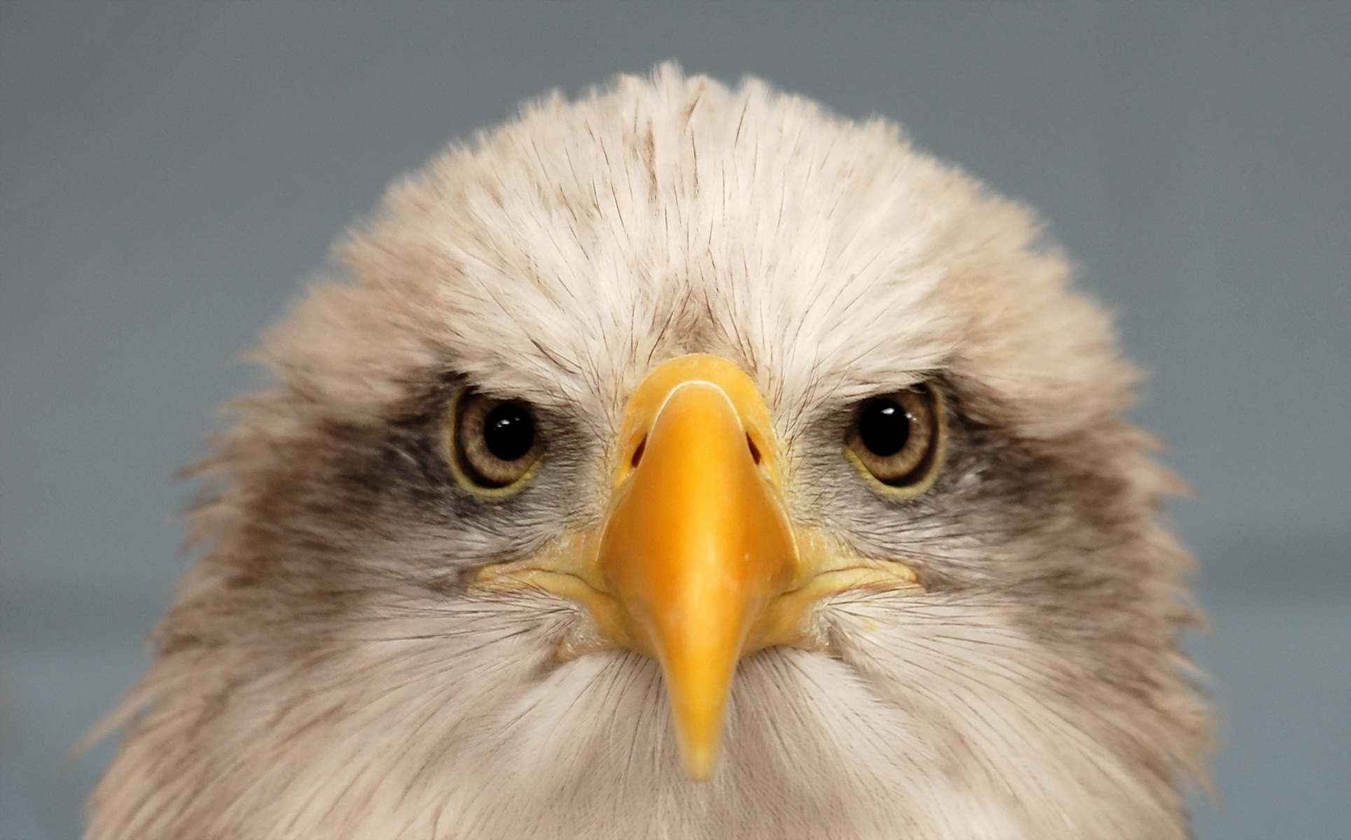 PCデスクトップに動物, 鳥, 嘴, 鷲画像を無料でダウンロード