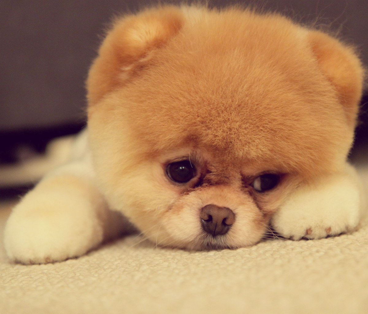 Download mobile wallpaper Dogs, Dog, Animal, Puppy, Pomeranian, Baby Animal for free.