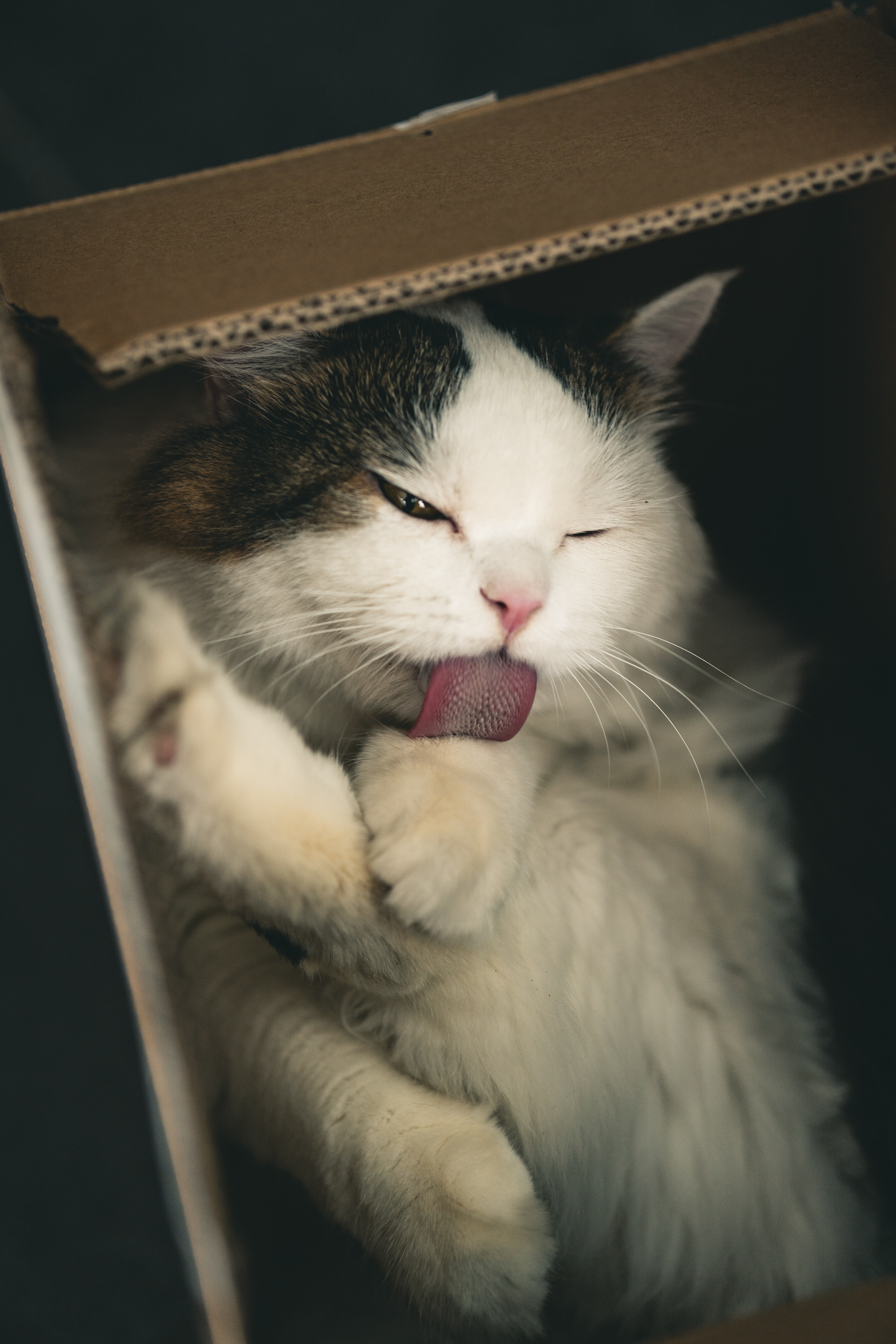 Free download wallpaper Animals, Fluffy, Pet, Nice, Sweetheart, Protruding Tongue, Tongue Stuck Out, Box, Cat on your PC desktop