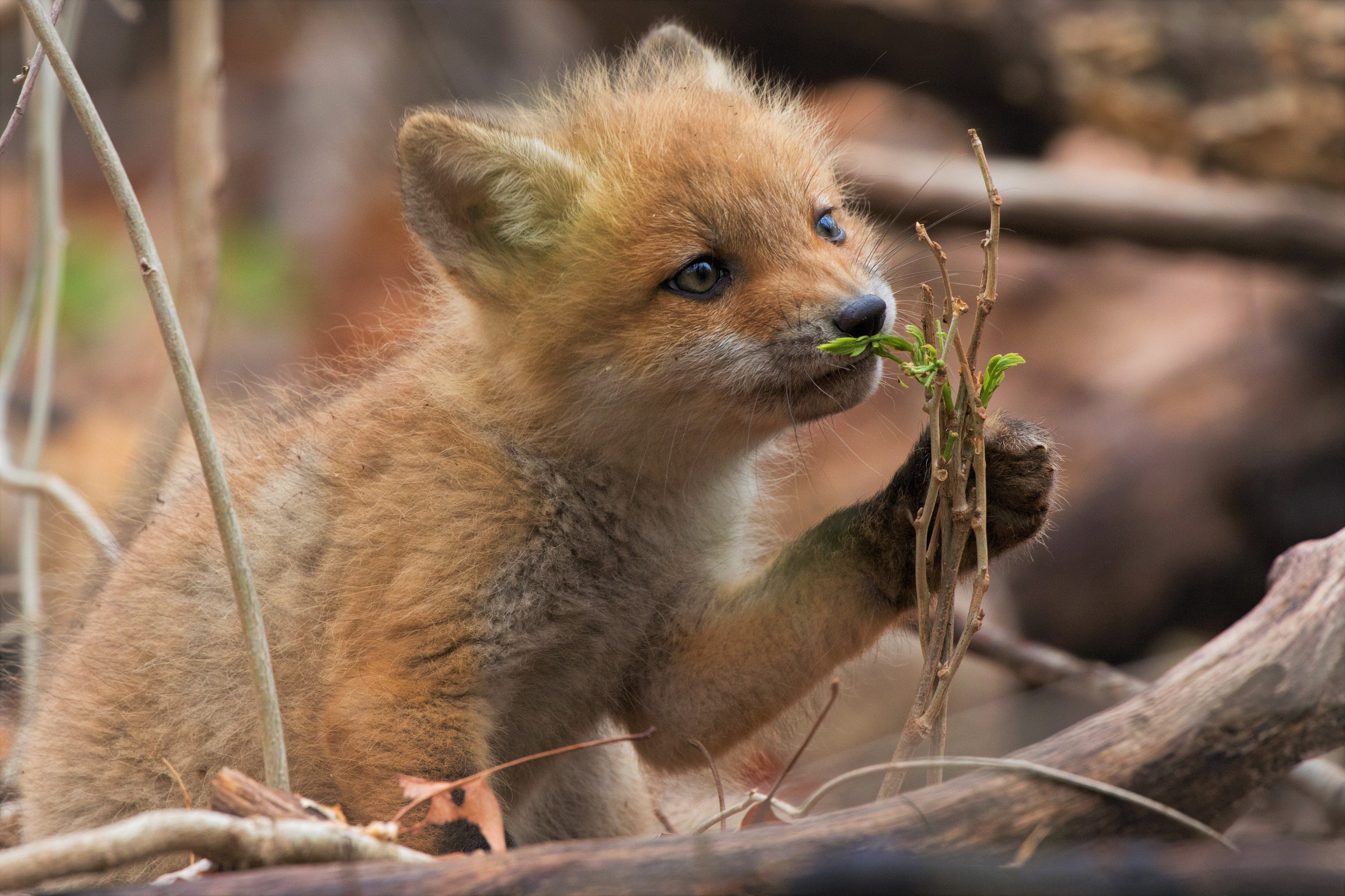 Free download wallpaper Fox, Animal, Cute, Baby Animal, Cub on your PC desktop