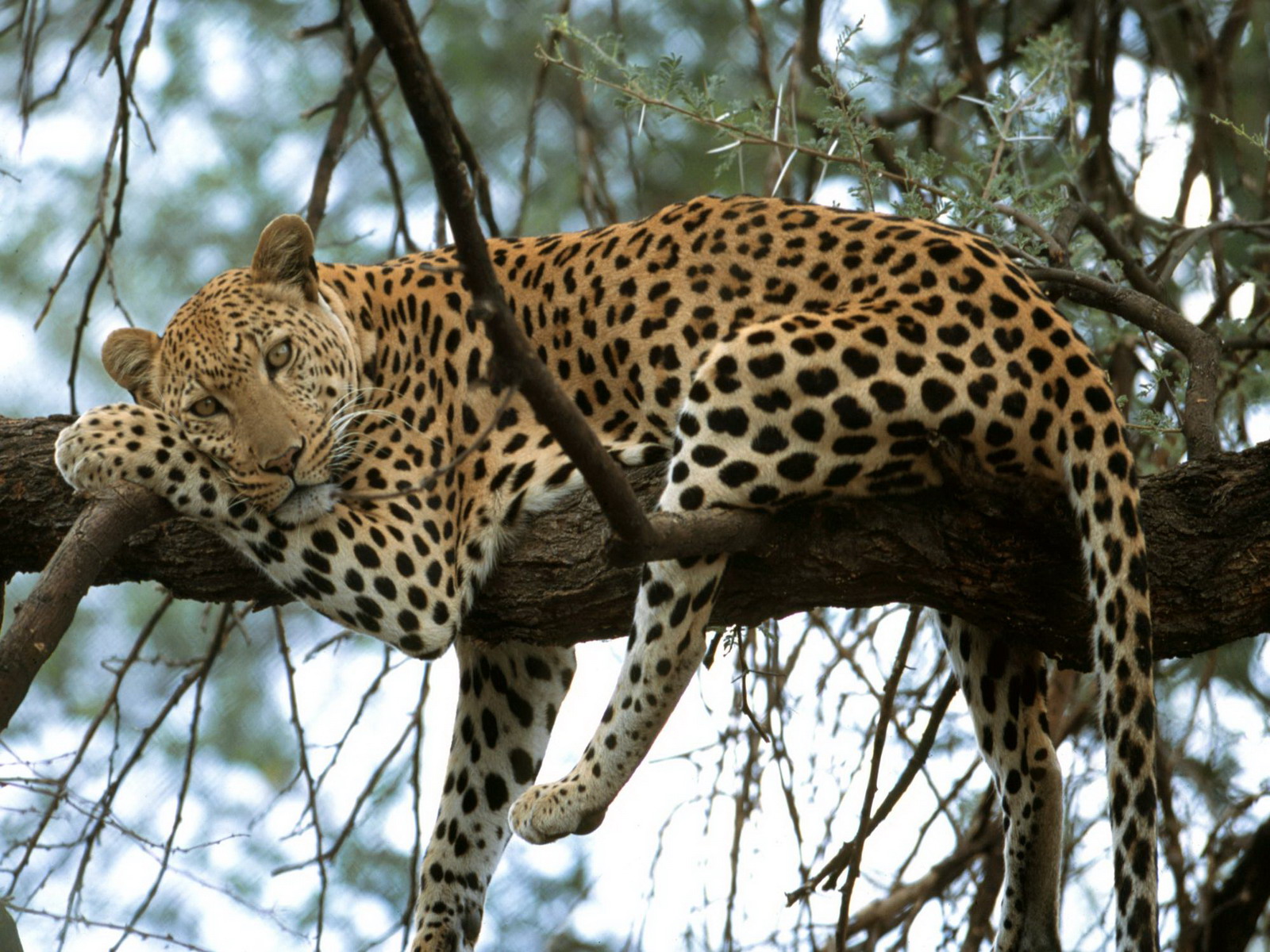 1516466 Bild herunterladen leopard, tiere - Hintergrundbilder und Bildschirmschoner kostenlos