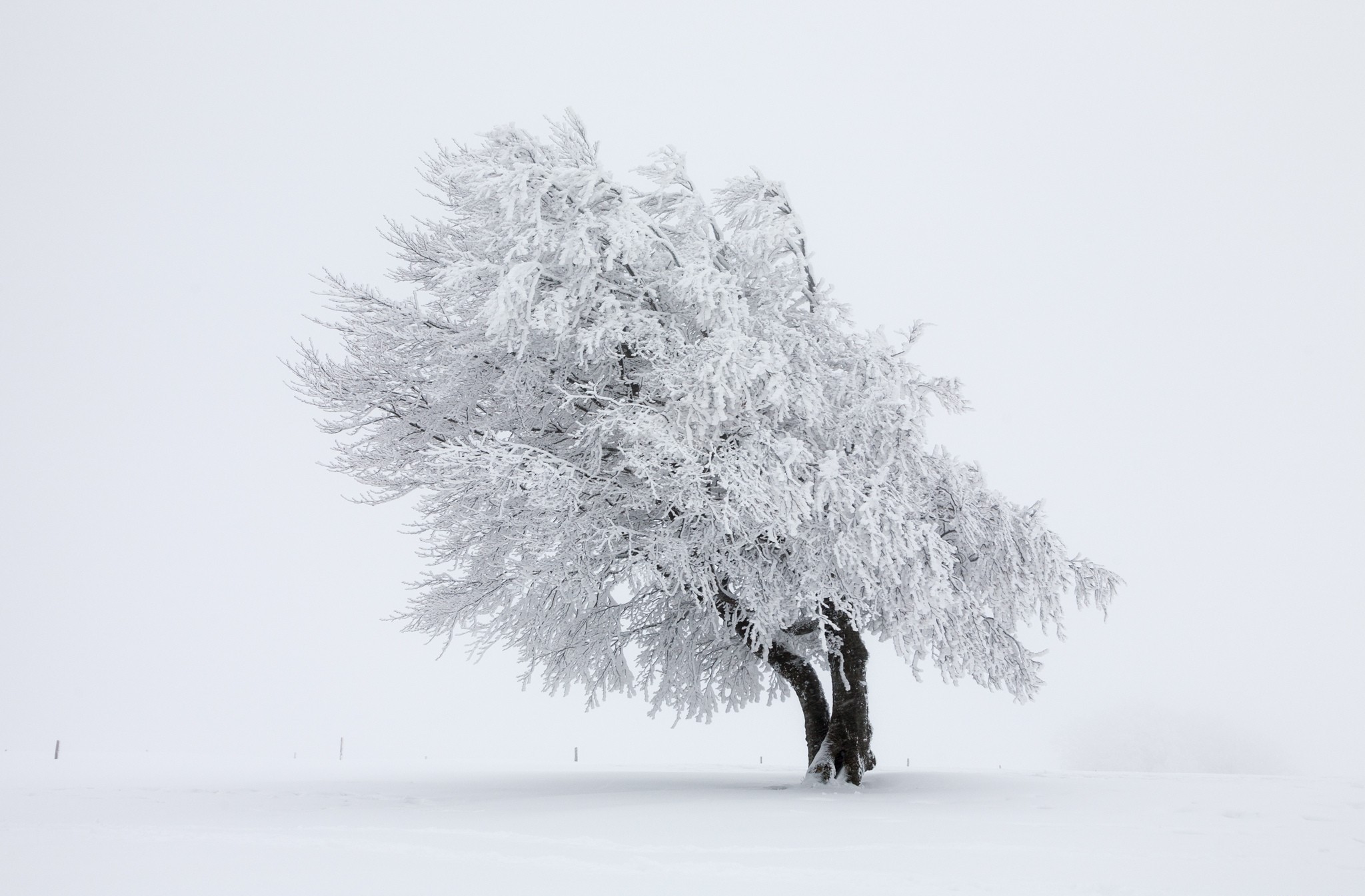 Скачать картинку Деревья, Снег, Зима, Дерево, Земля/природа в телефон бесплатно.