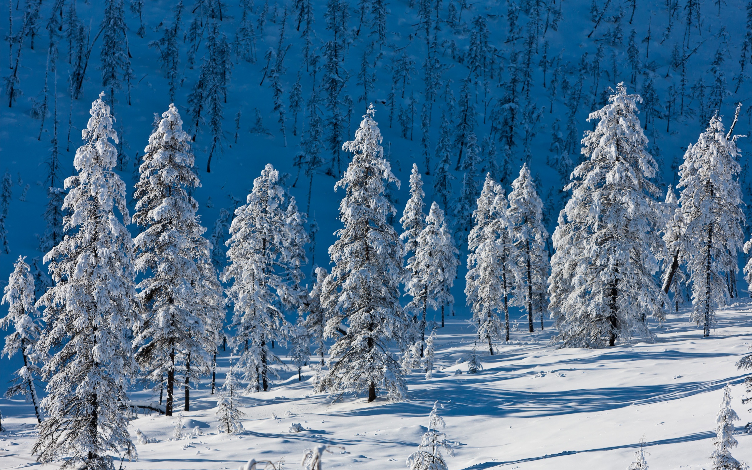 Handy-Wallpaper Winter, Erde/natur kostenlos herunterladen.