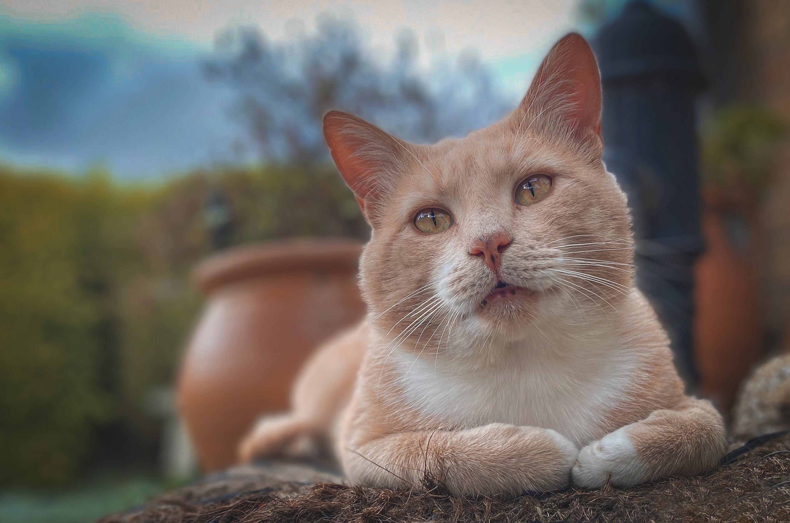 Téléchargez gratuitement l'image Animaux, Chats, Chat sur le bureau de votre PC