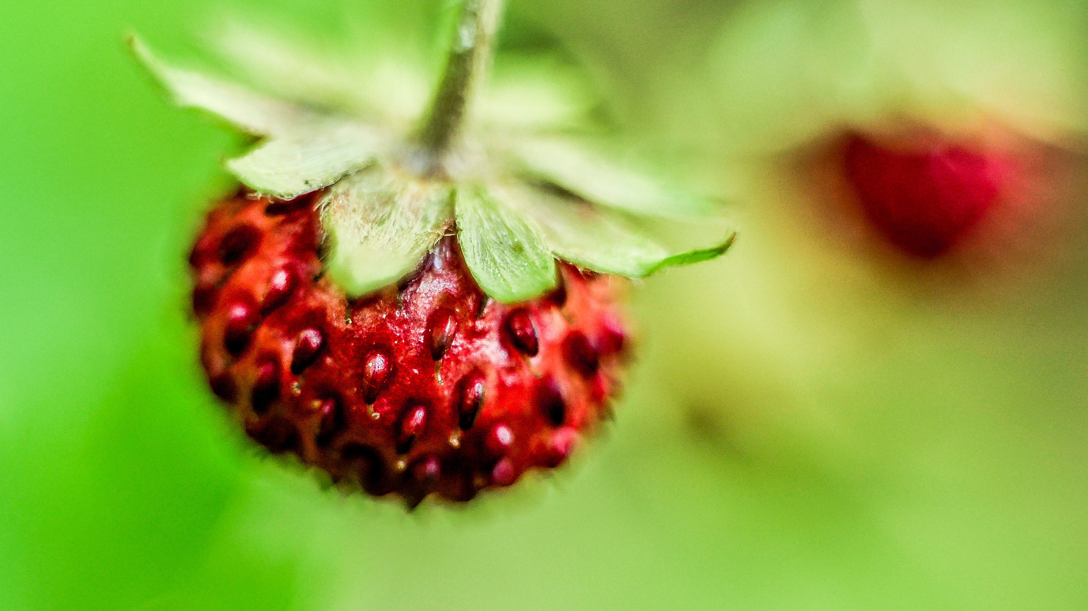 Free download wallpaper Fruits, Food, Strawberry, Berry on your PC desktop