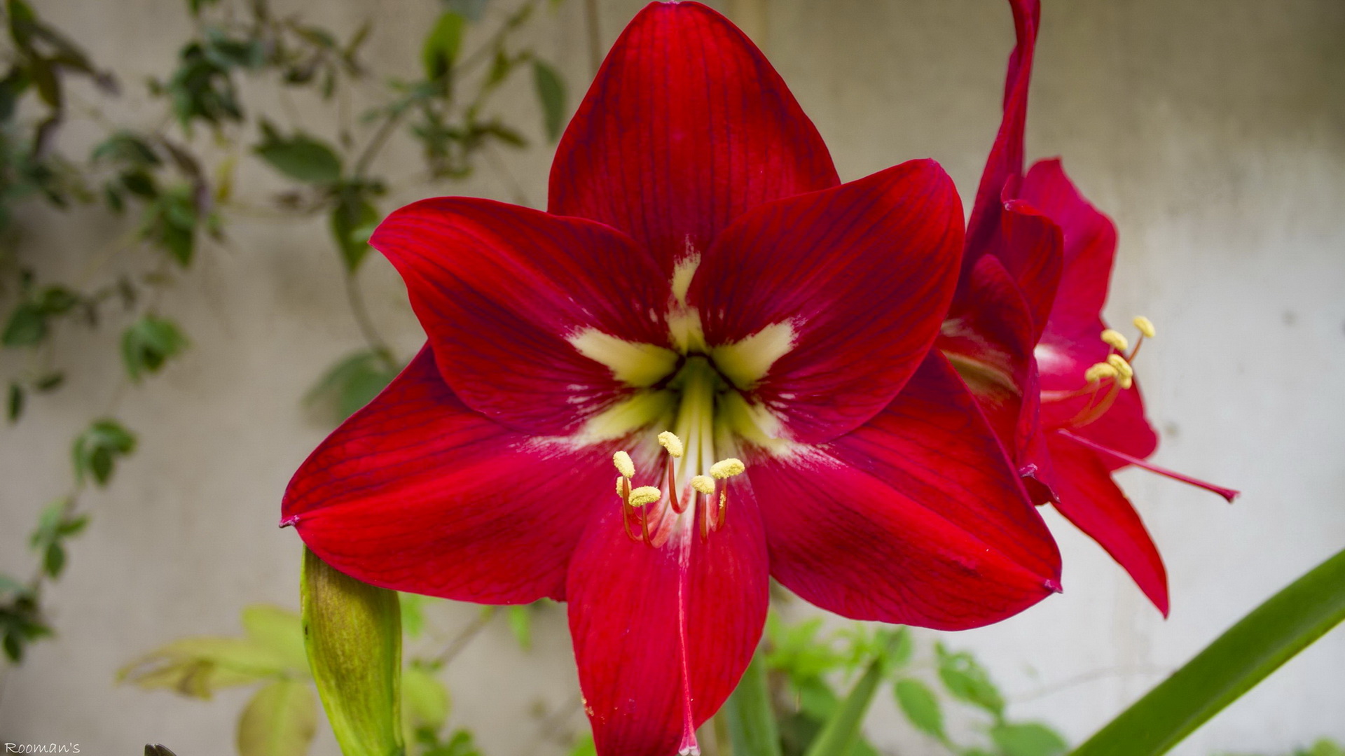 Download mobile wallpaper Red Flower, Lily, Flowers, Flower, Earth for free.