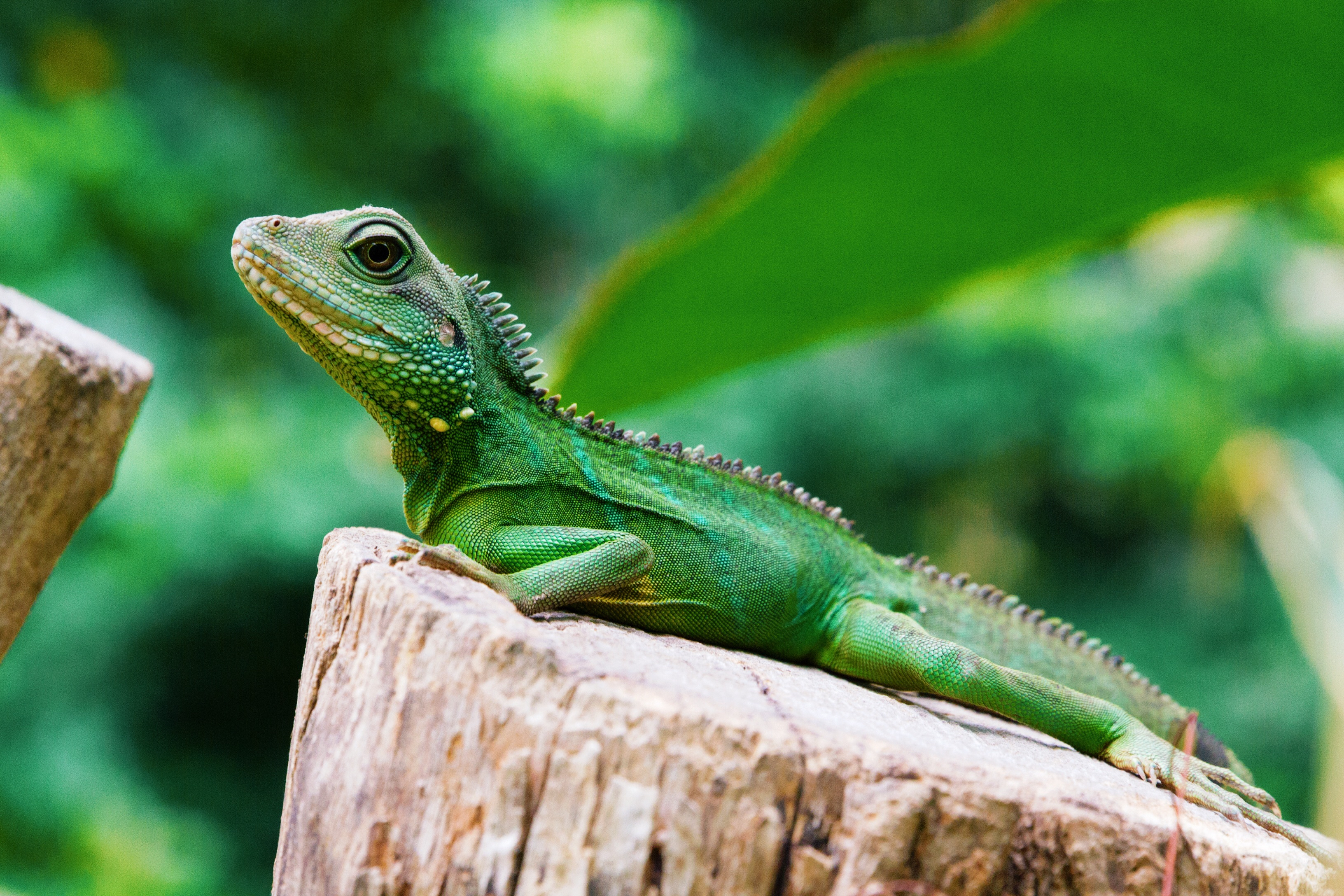 Free download wallpaper Color, Lizard, Reptile, Animals on your PC desktop