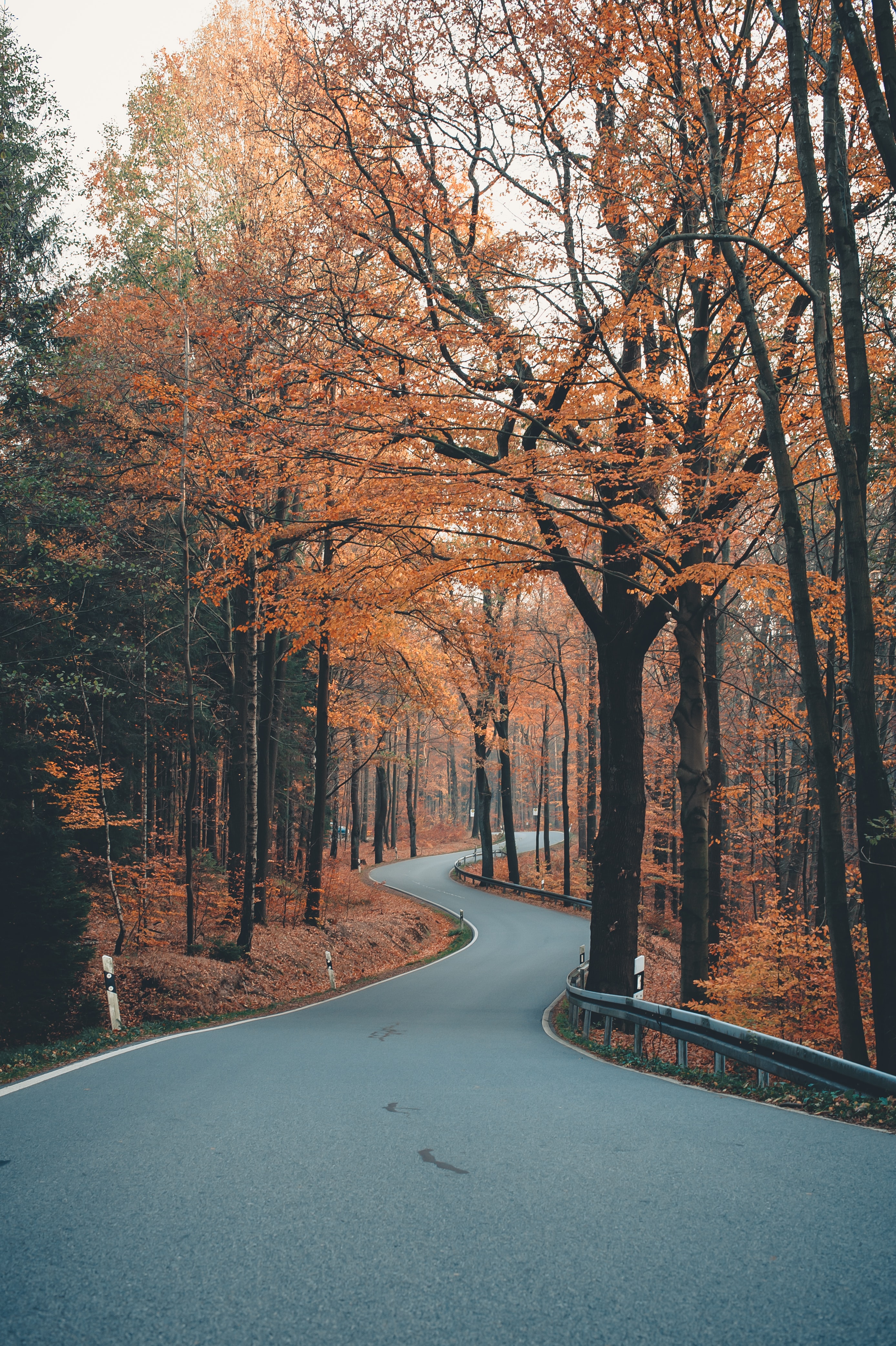 alley, nature, trees, autumn, road, winding, sinuous Desktop home screen Wallpaper