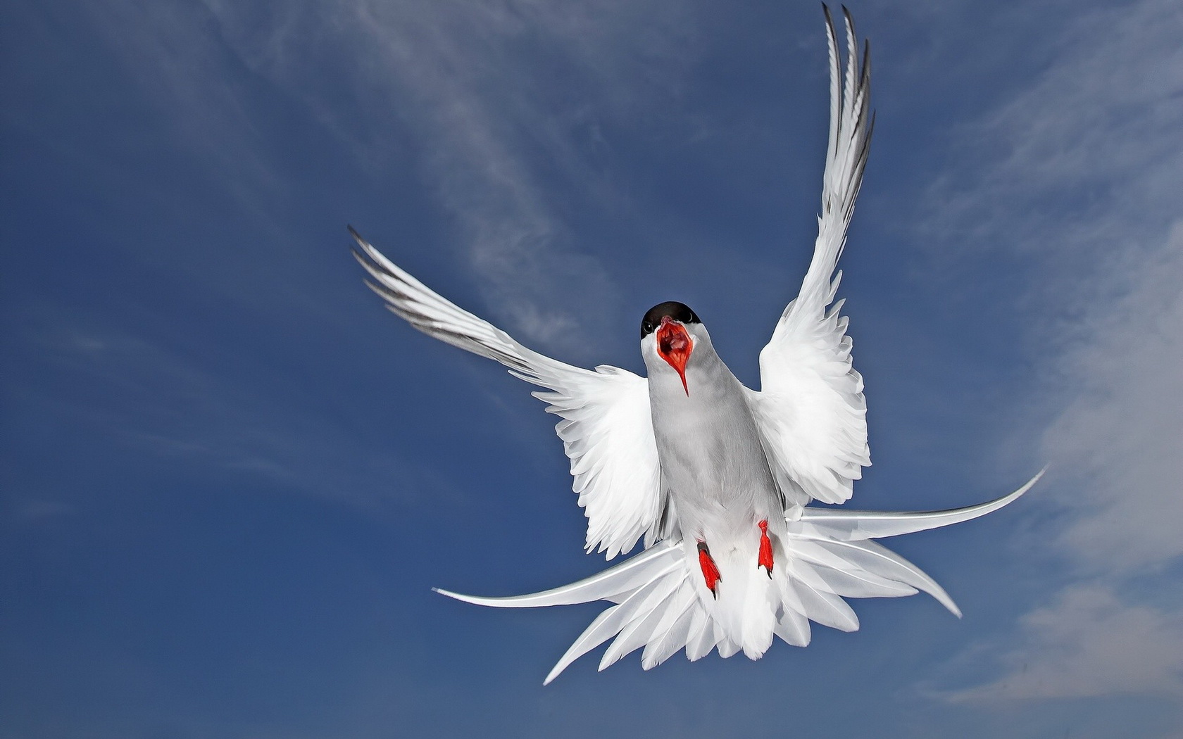 animal, arctic tern, birds
