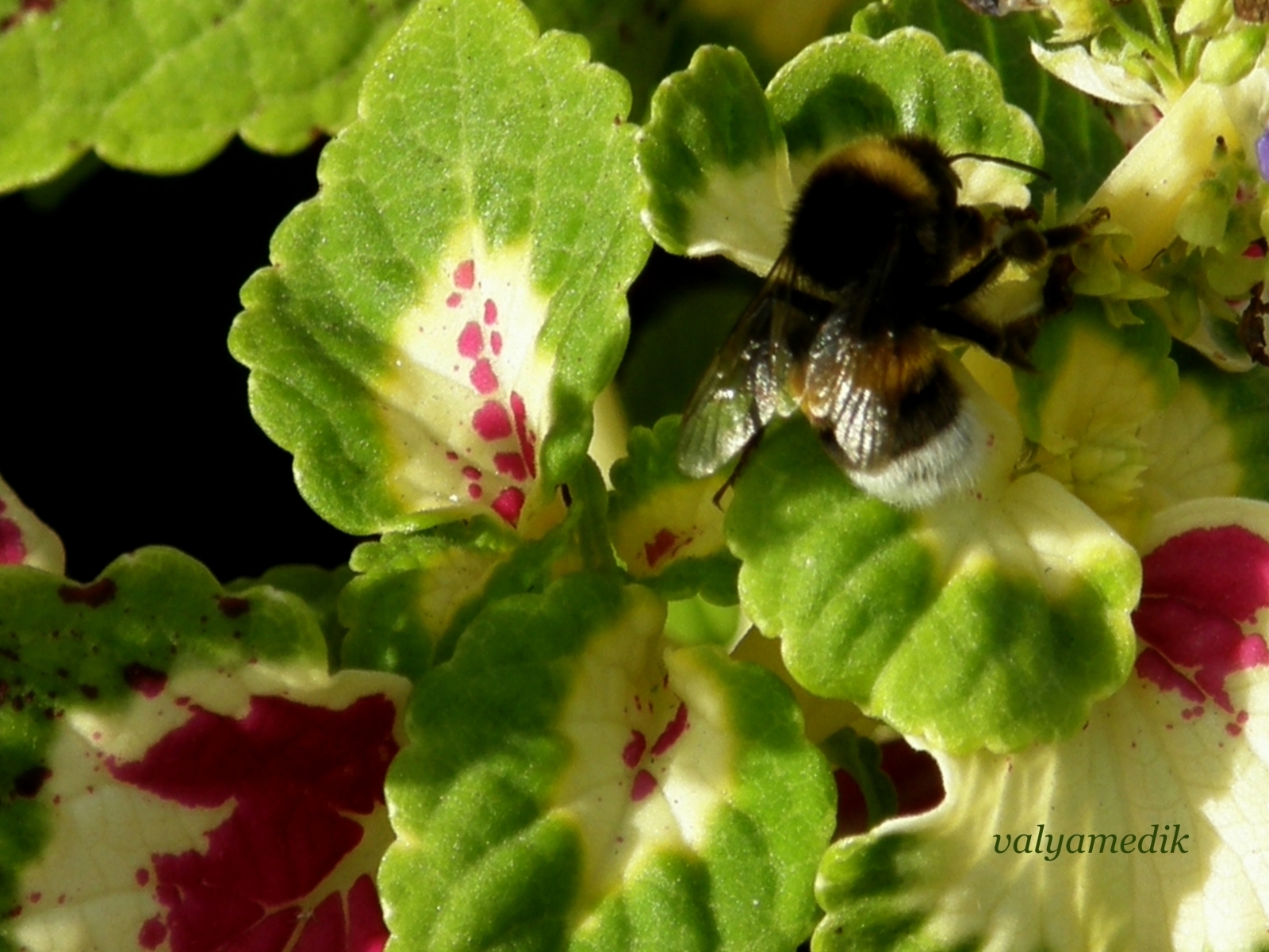 5458 descargar fondo de pantalla insectos, abejas, verde: protectores de pantalla e imágenes gratis
