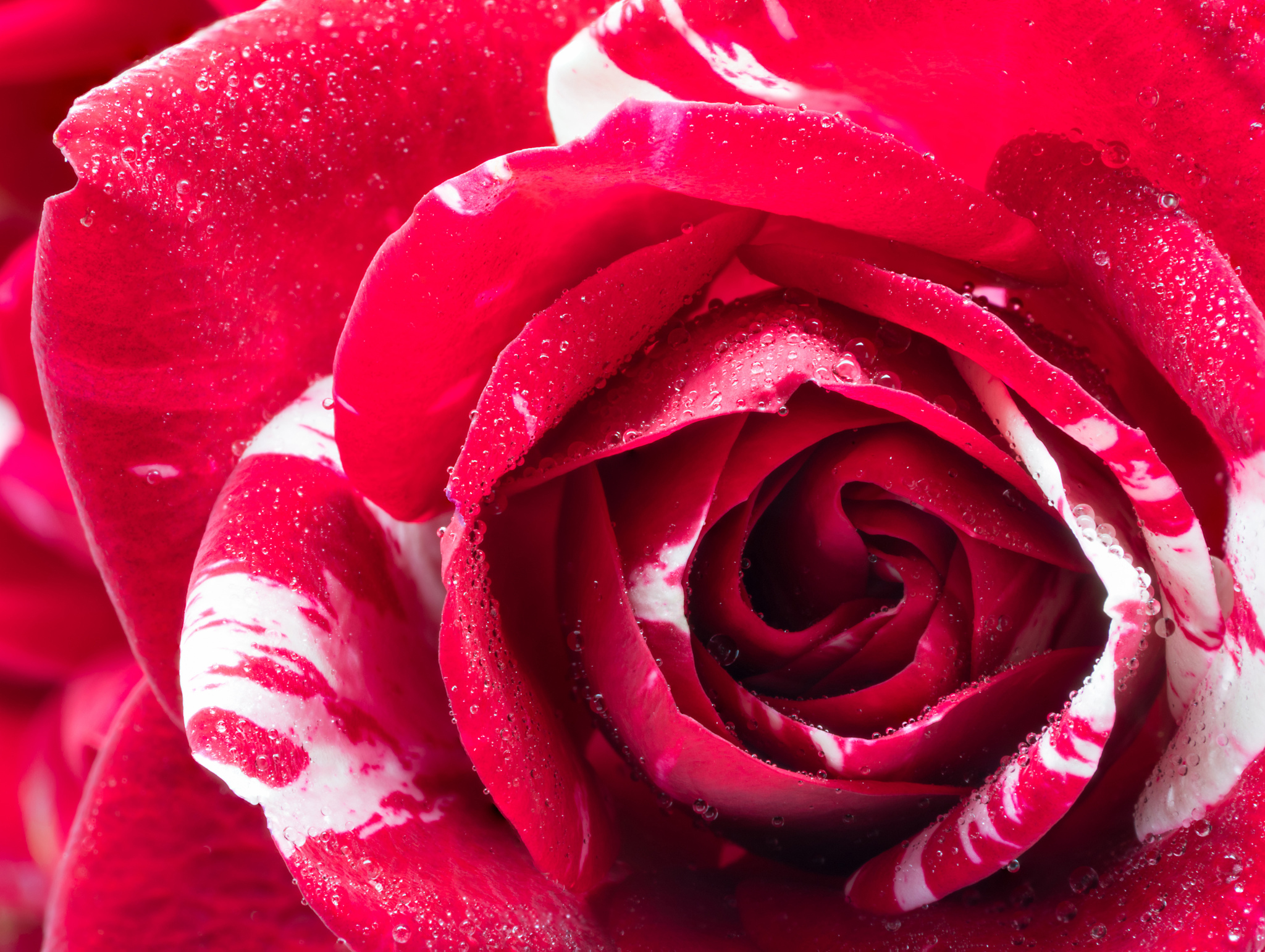 Free download wallpaper Flowers, Flower, Rose, Bud, Close Up, Earth, Petal, Pink Flower on your PC desktop