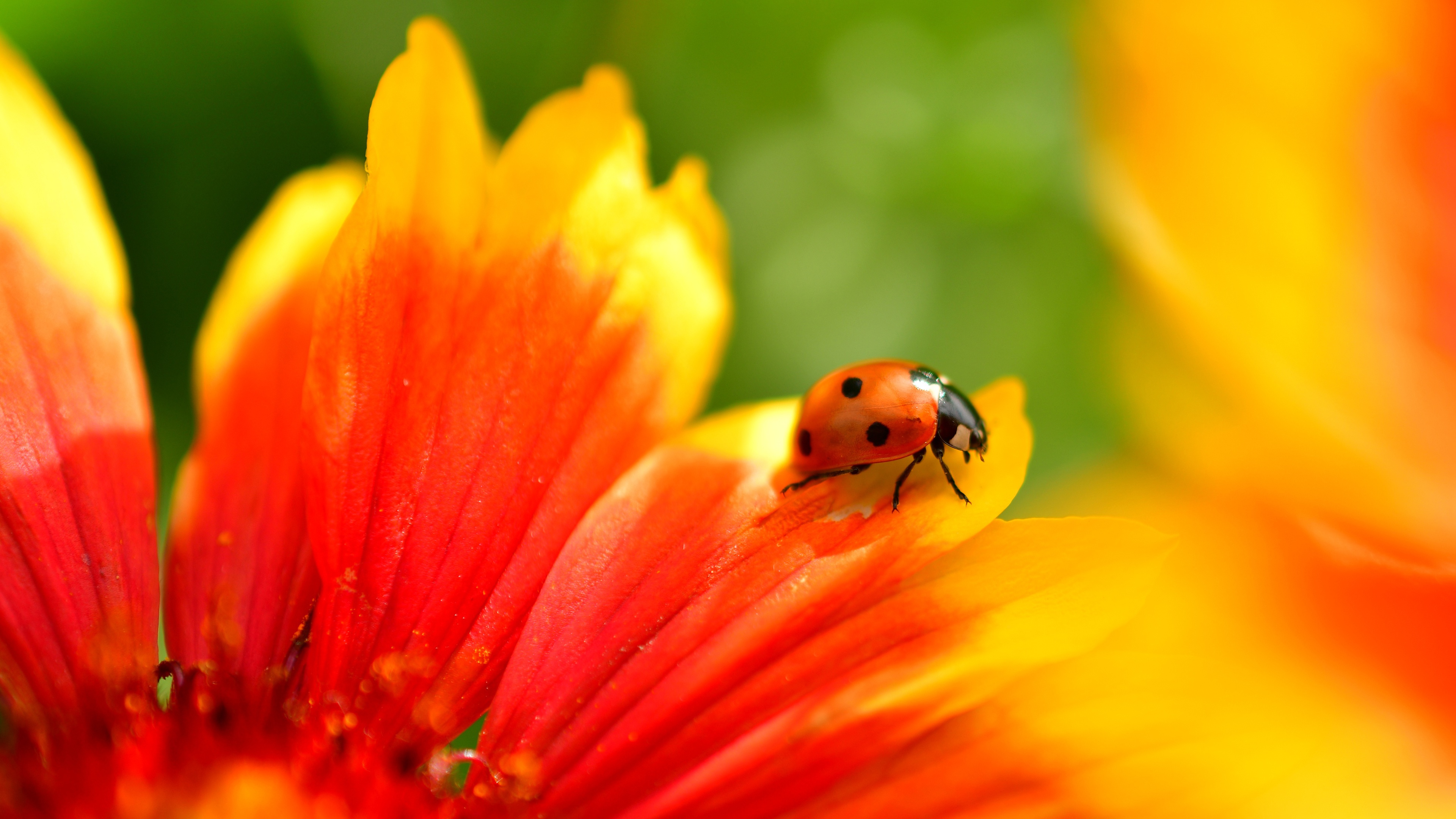 Free download wallpaper Flower, Macro, Animal, Ladybug, Gaillardia, Beetle on your PC desktop