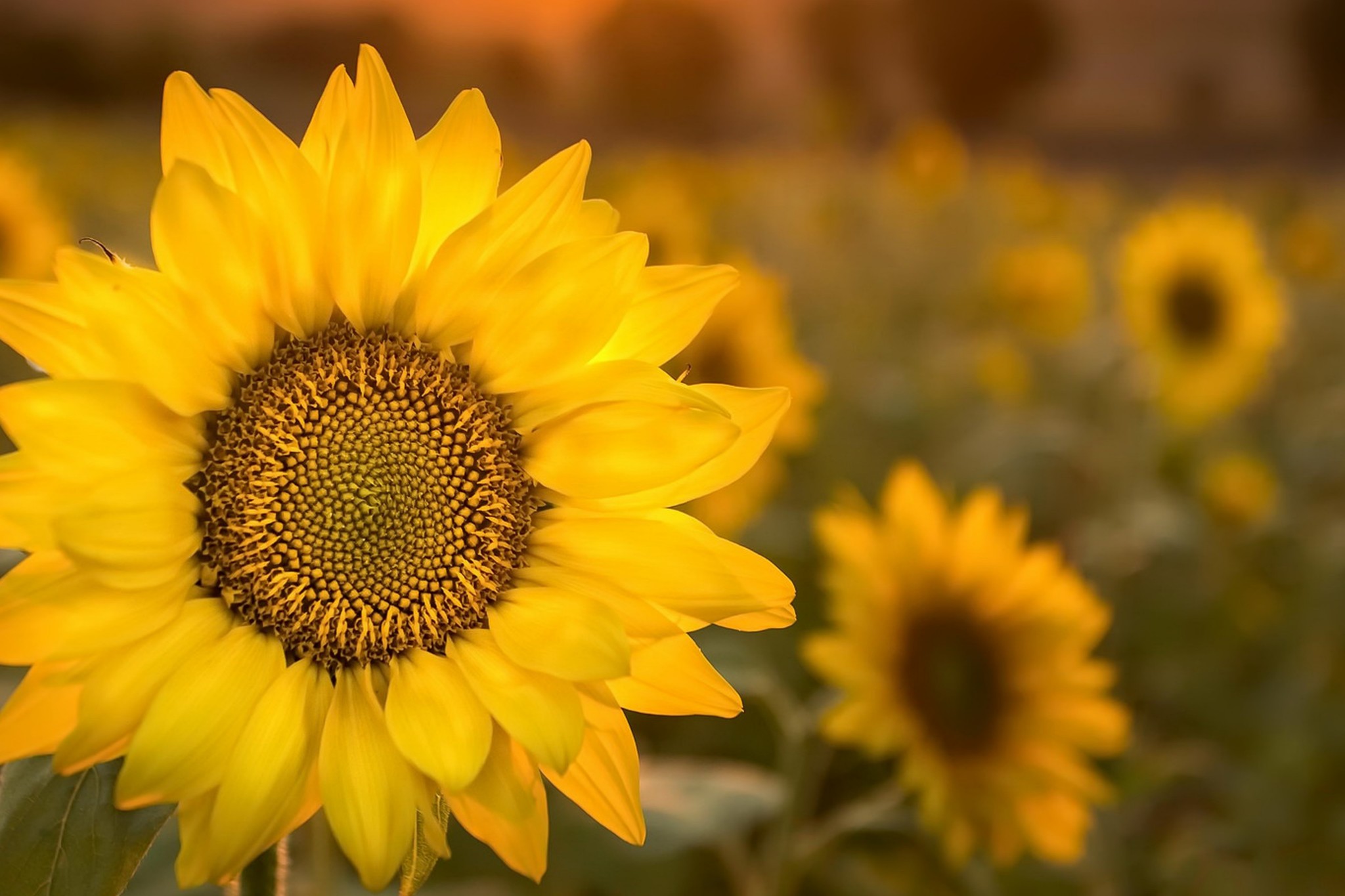 Laden Sie das Blumen, Blume, Nahansicht, Verwischen, Sonnenblume, Gelbe Blume, Erde/natur-Bild kostenlos auf Ihren PC-Desktop herunter