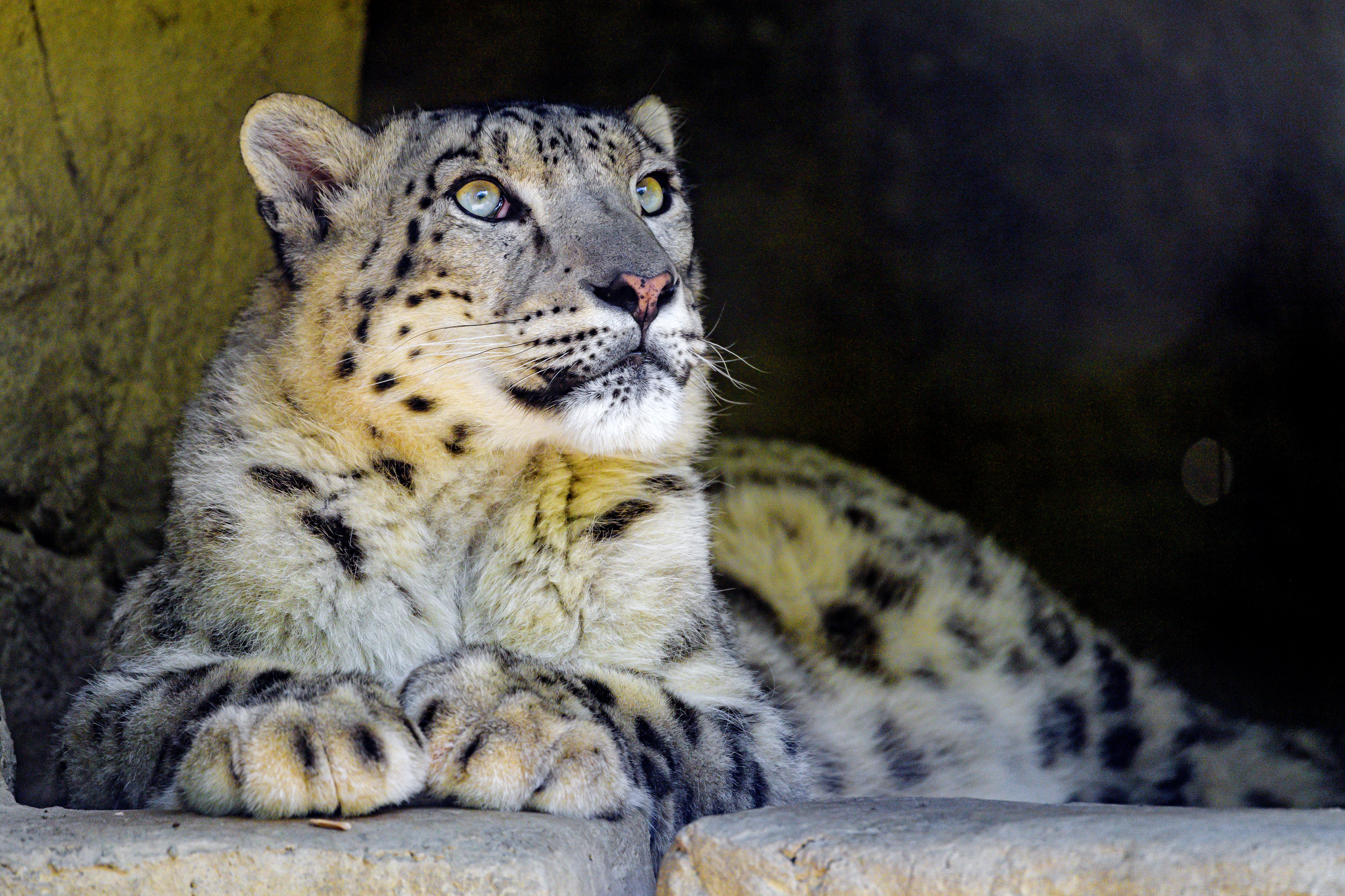 snow leopard, animals, rocks, predator, big cat, sight, opinion HD wallpaper