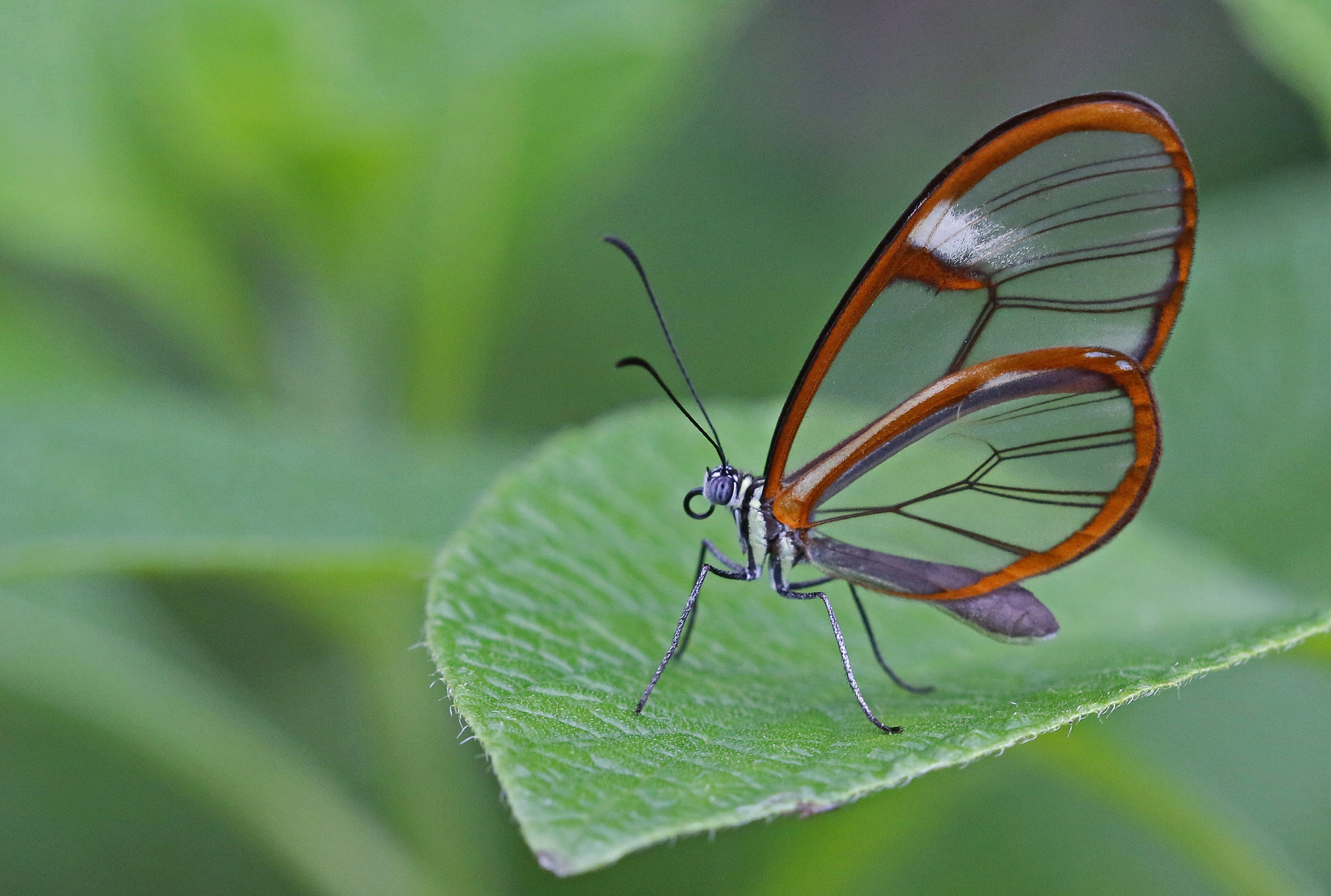 Téléchargez des papiers peints mobile Animaux, Macro, Insecte, Papillon gratuitement.