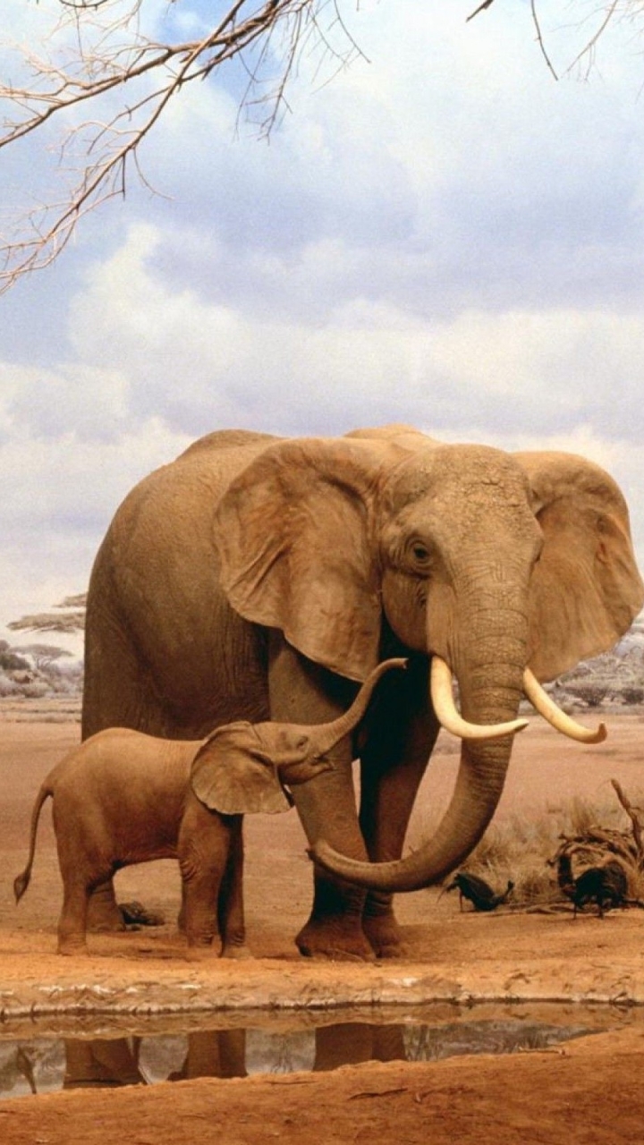 無料モバイル壁紙動物, 象, アフリカゾウ, ゾウをダウンロードします。