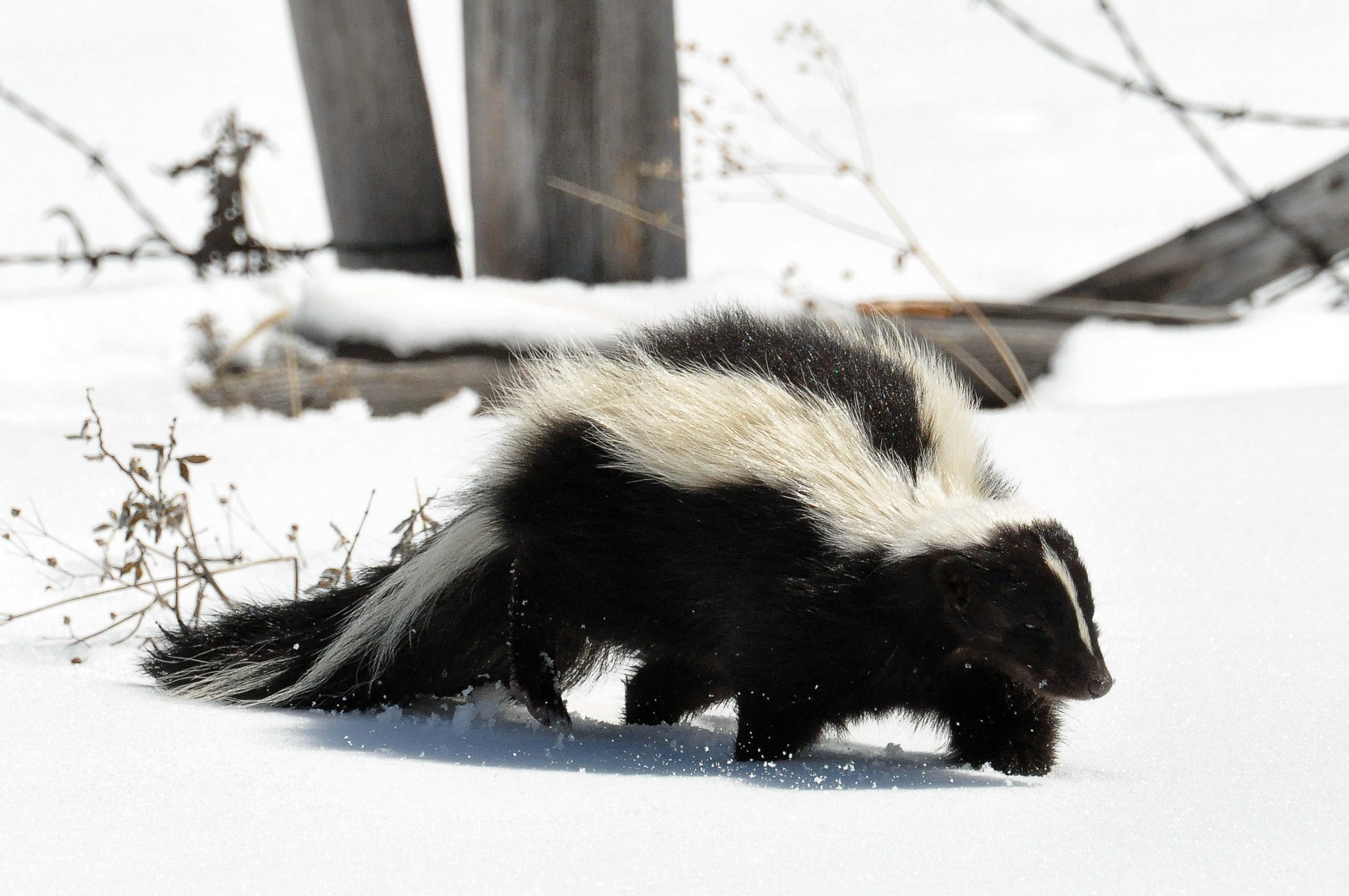 animals, snow, path, stroll, trail, skunk 1080p