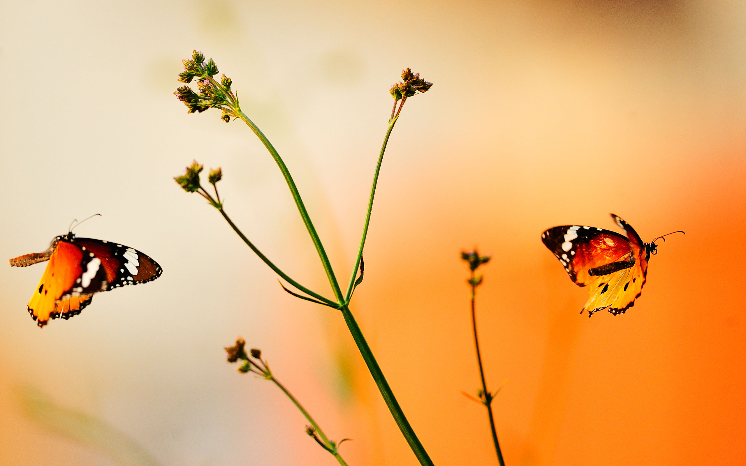 Download mobile wallpaper Butterfly, Animal for free.