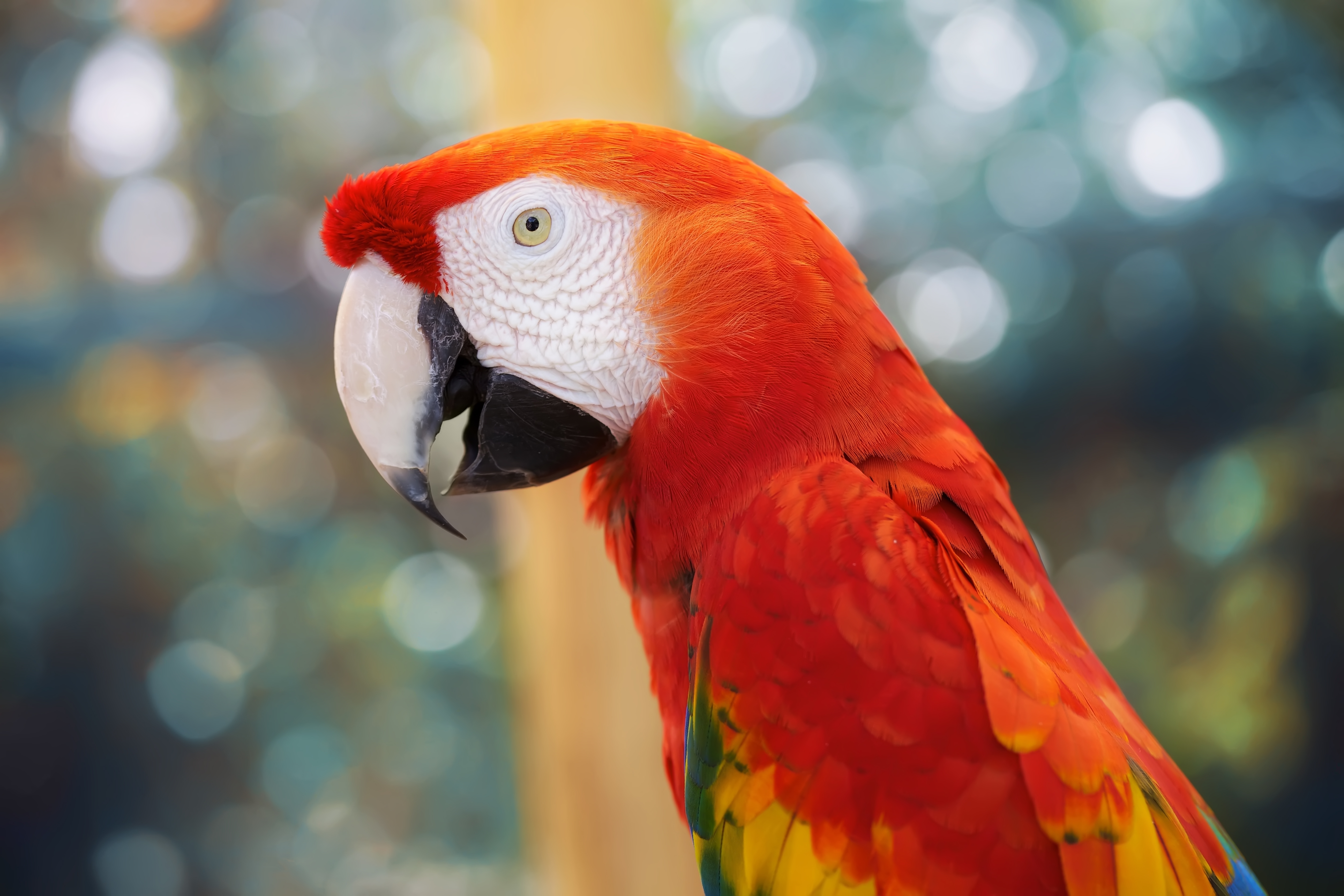 Download mobile wallpaper Smooth, Animals, Color, Blur, Parrots for free.