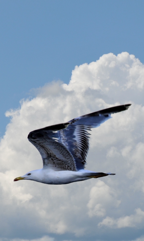 Download mobile wallpaper Birds, Sky, Flight, Animal, Seagull, Cloud for free.