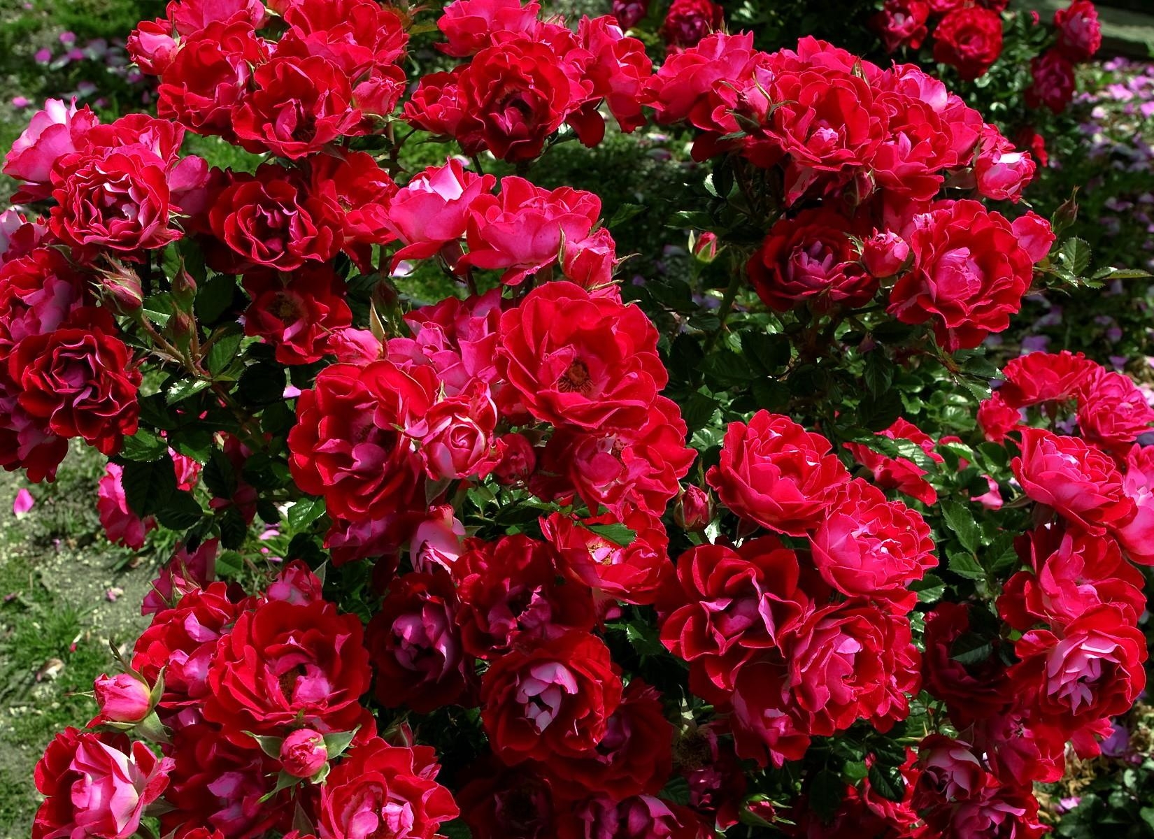 130946 descargar imagen flores, roses, arbusto, jardín, generosamente, es hermoso: fondos de pantalla y protectores de pantalla gratis