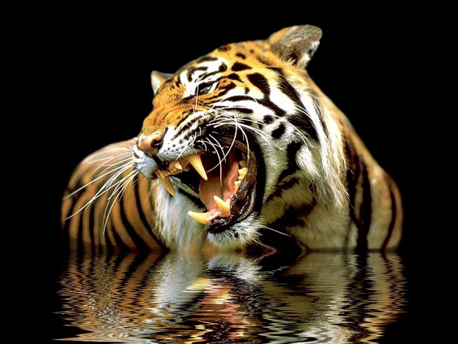3195 скачать картинку тигры, животные - обои и заставки бесплатно