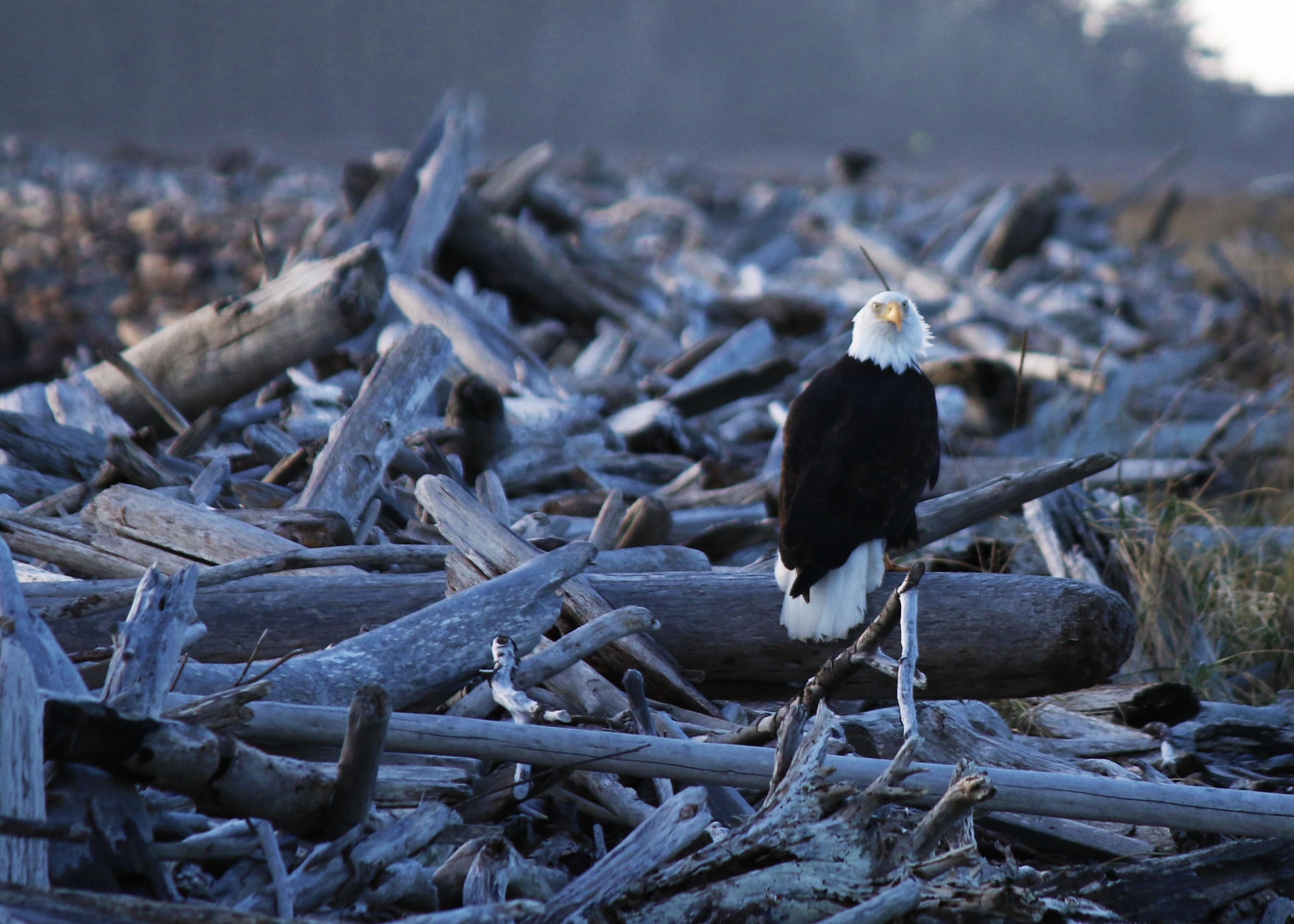 Handy-Wallpaper Tiere, Predator, Vogel, Raubtier, Adler kostenlos herunterladen.