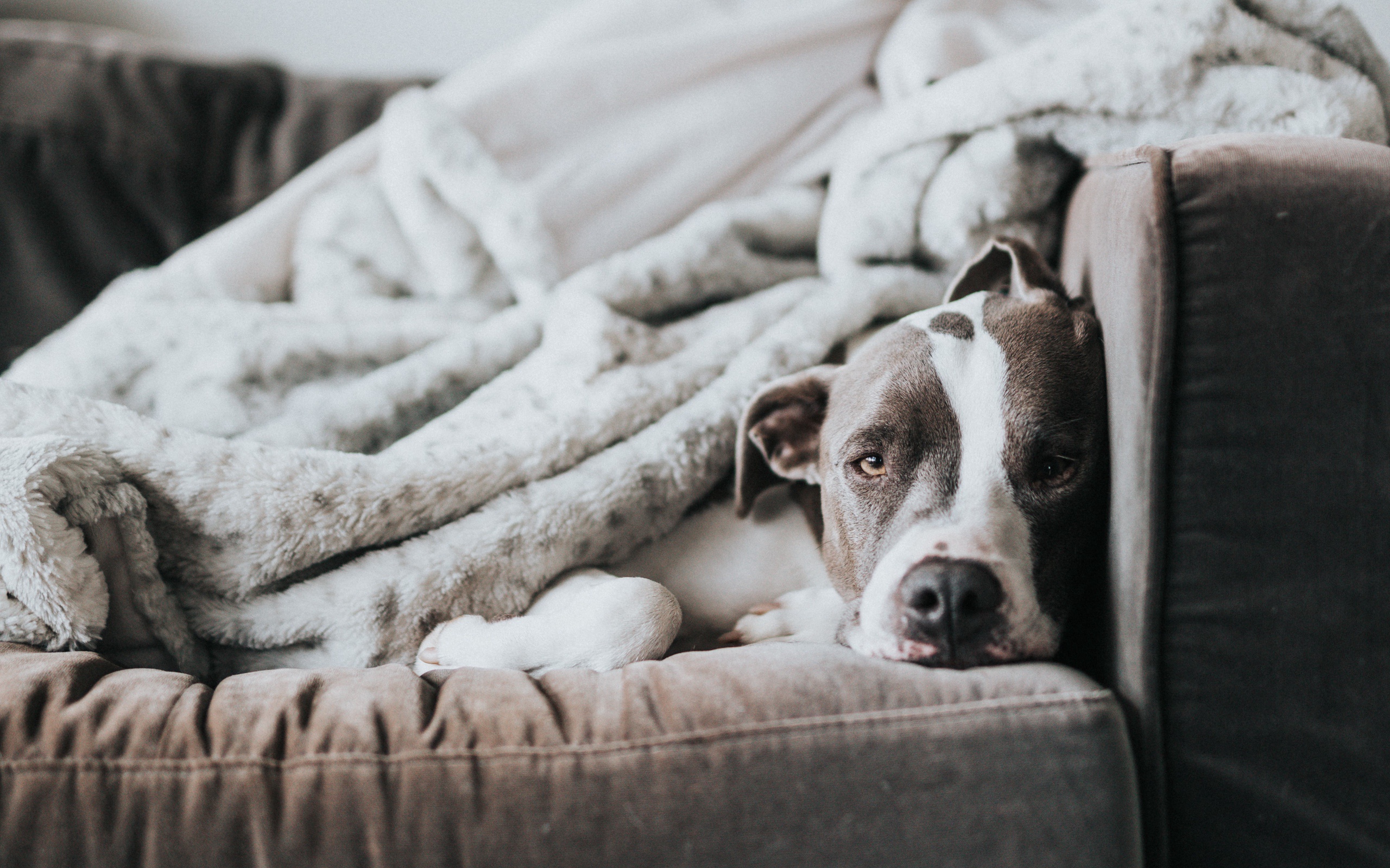 Baixar papel de parede para celular de Cães, Cão, Animais gratuito.