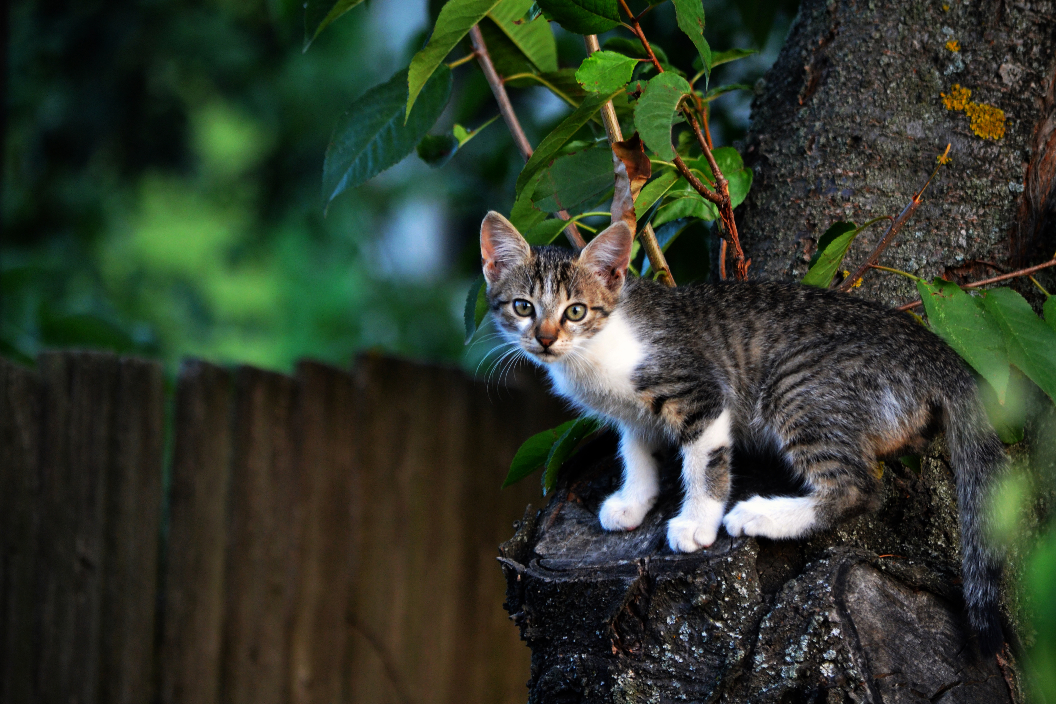 Скачать картинку Котенок, Кошка, Животные, Кошки в телефон бесплатно.