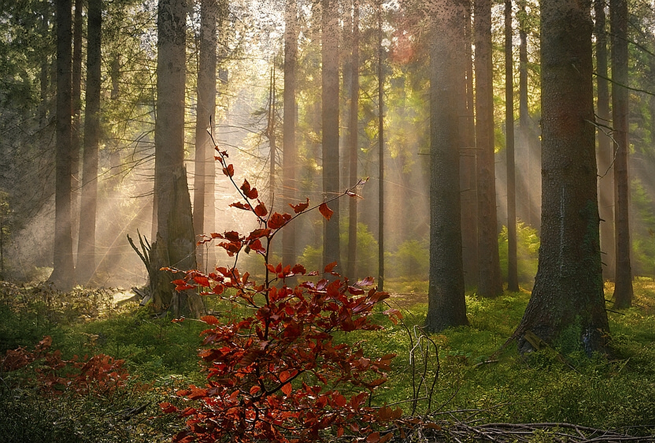 Скачать картинку Лес, Земля/природа в телефон бесплатно.