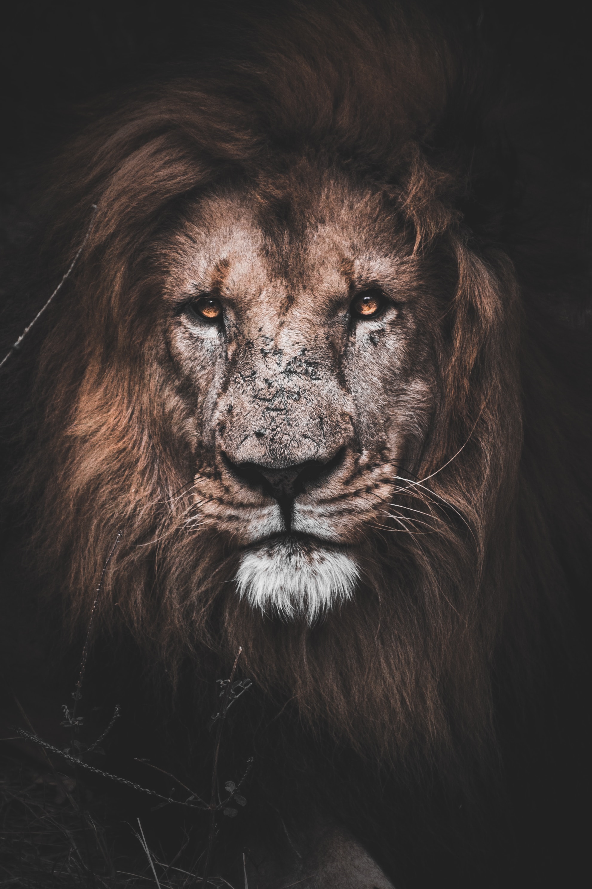 lion, big cat, sight, animals, predator, opinion Full HD