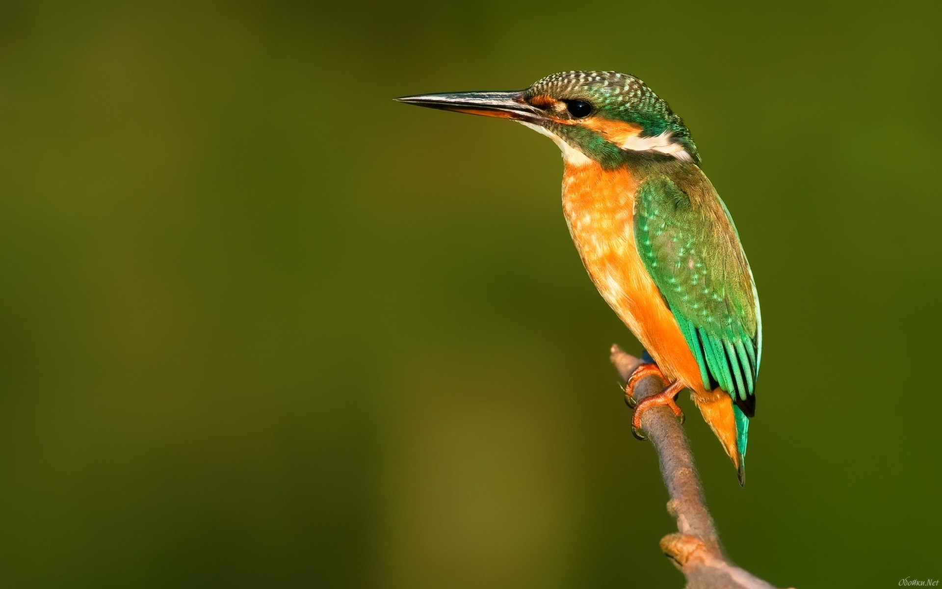 Download mobile wallpaper Birds, Animal, Kingfisher for free.