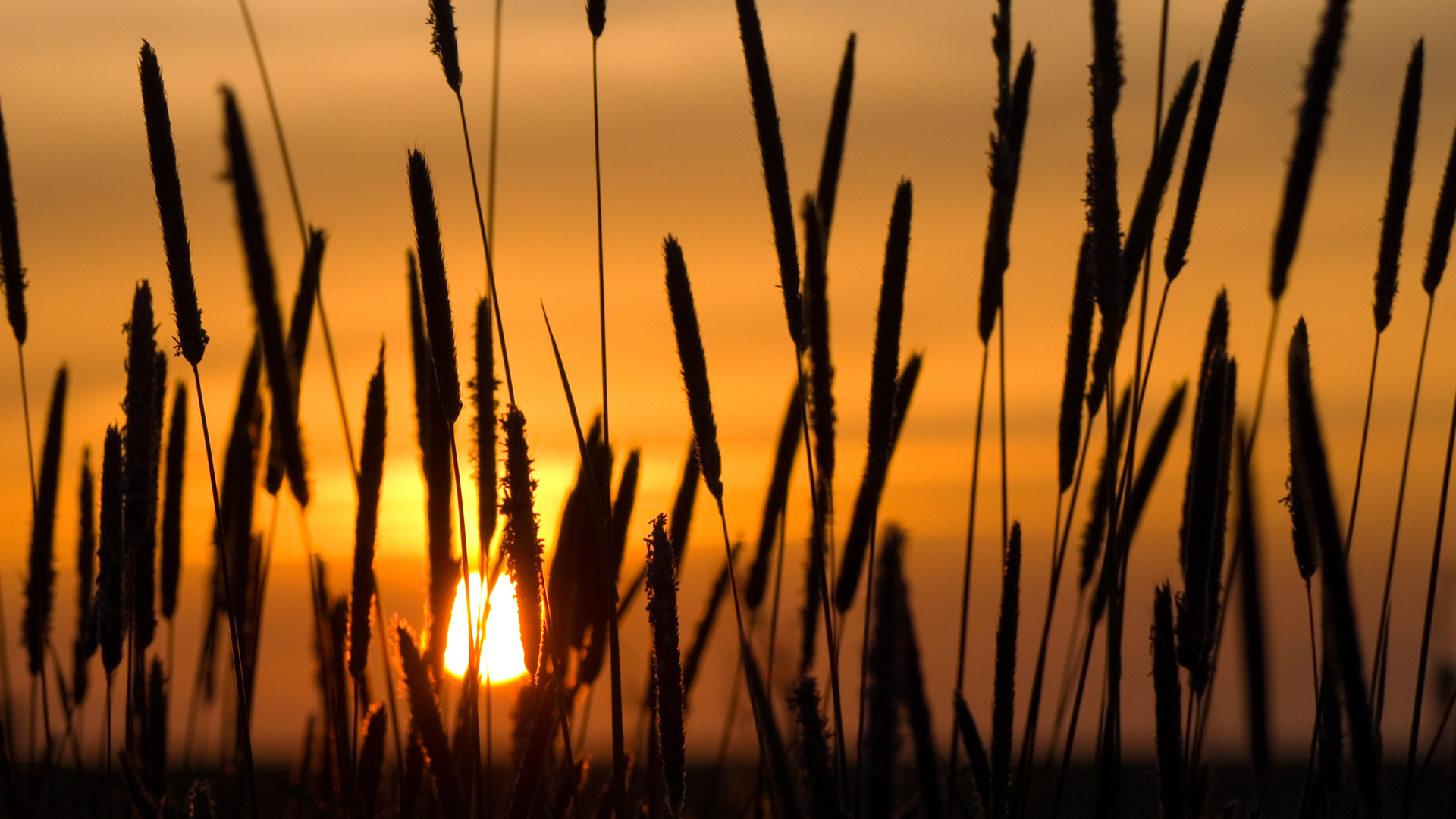 Download mobile wallpaper Wheat, Earth, Sunset for free.