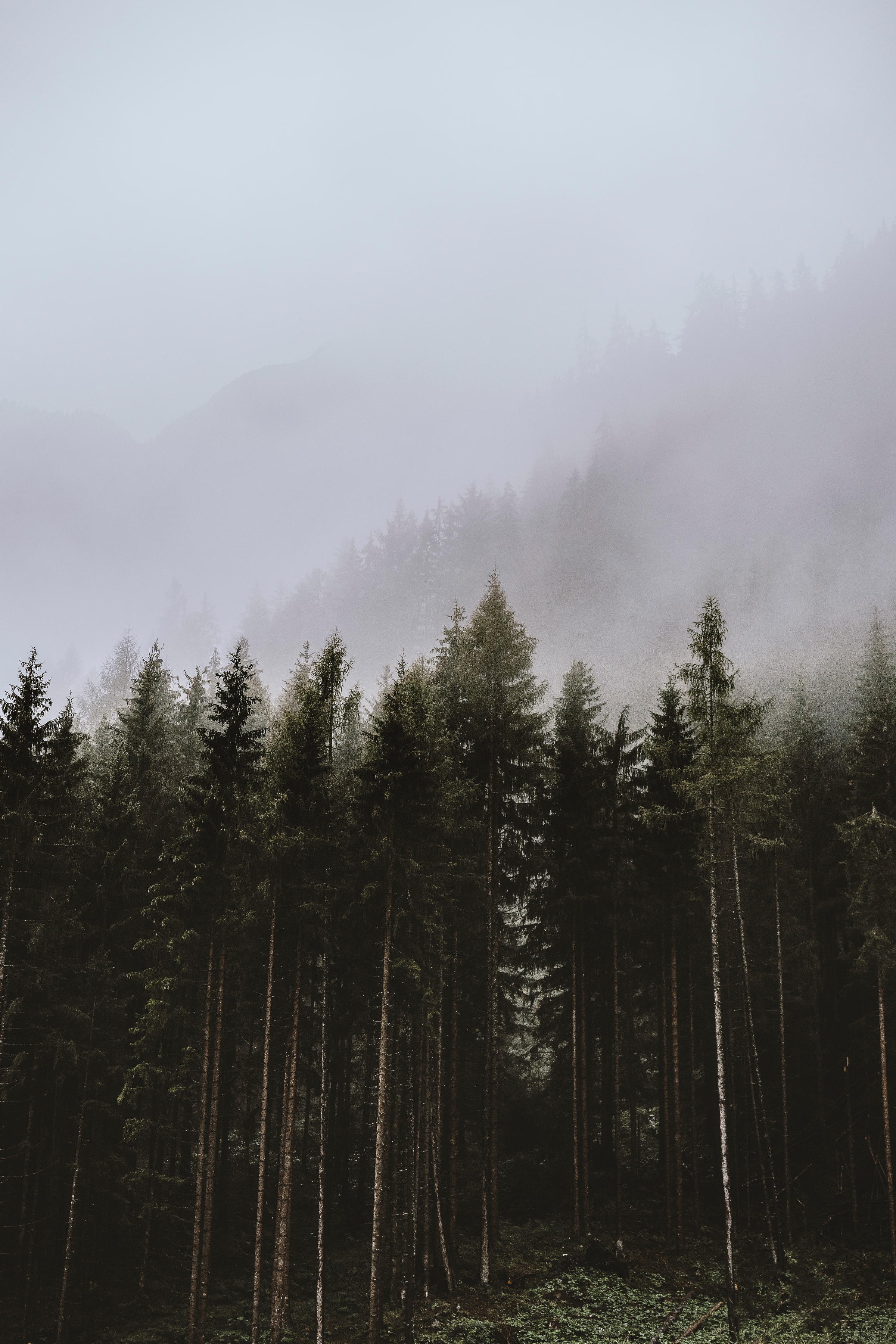 Free download wallpaper Clouds, Forest, Fog, Spruce, Fir, Nature, Trees on your PC desktop