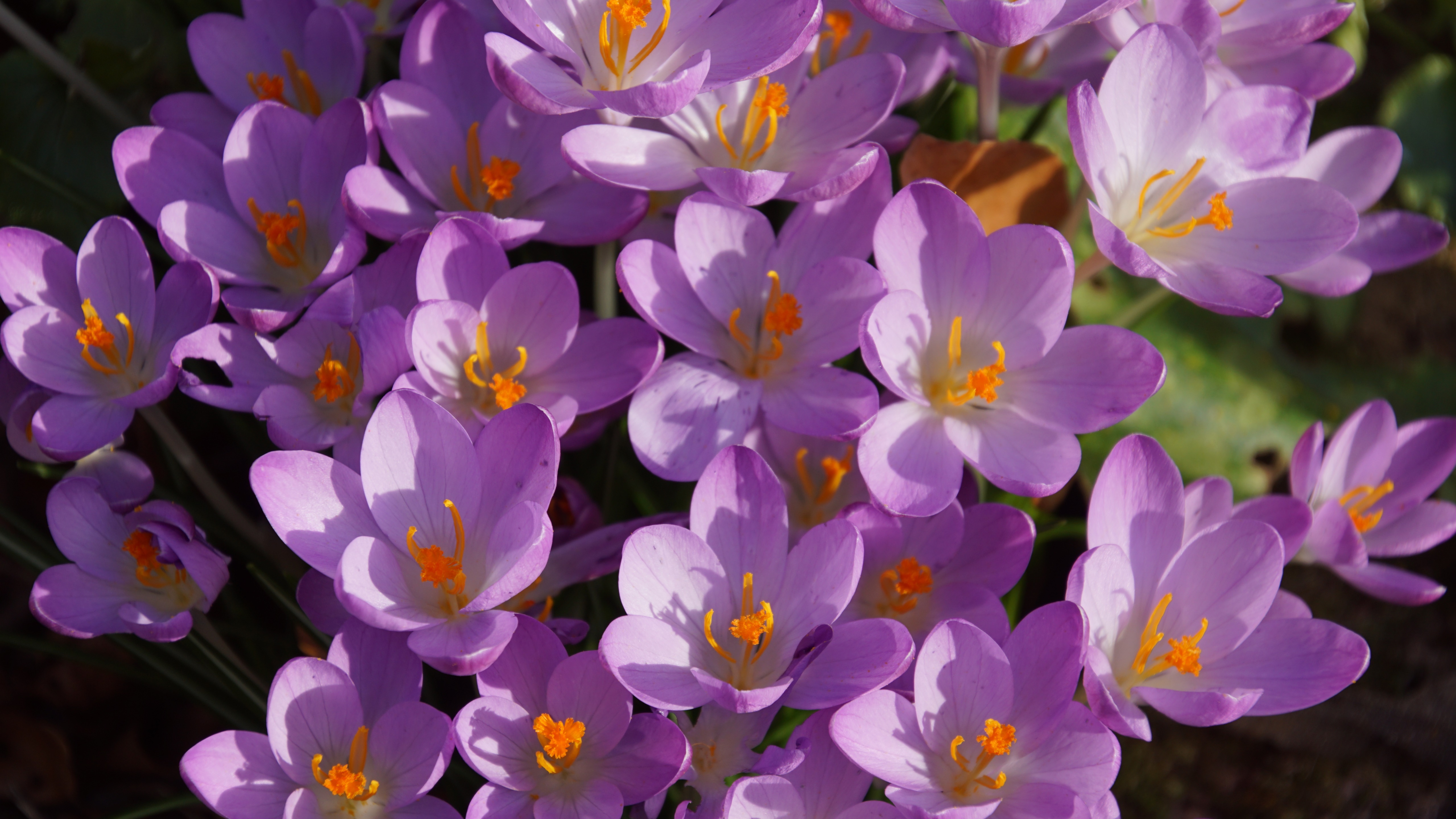 Download mobile wallpaper Flowers, Flower, Earth, Crocus, Purple Flower for free.