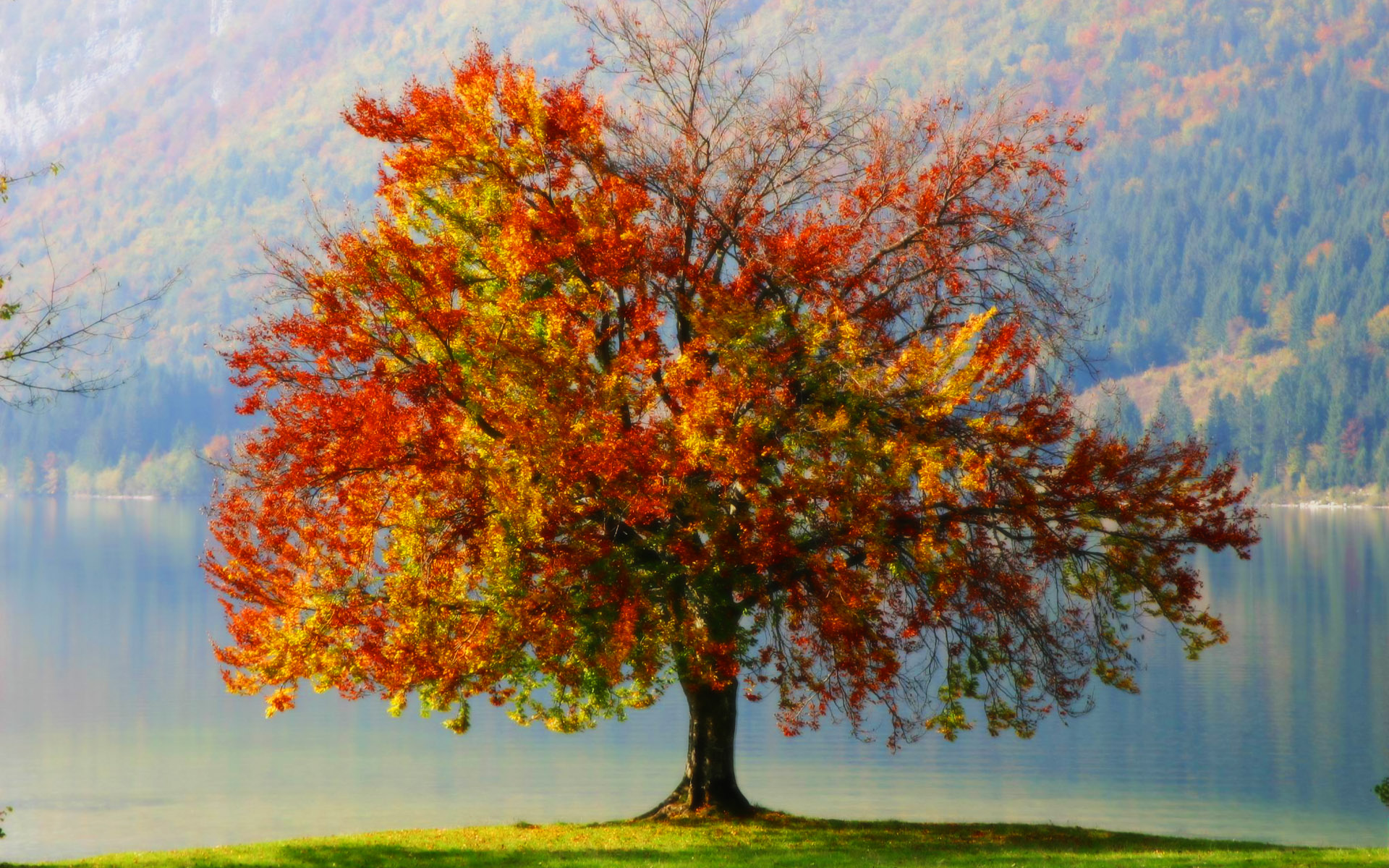 Скачать картинку Деревья, Осень, Дерево, Земля/природа в телефон бесплатно.