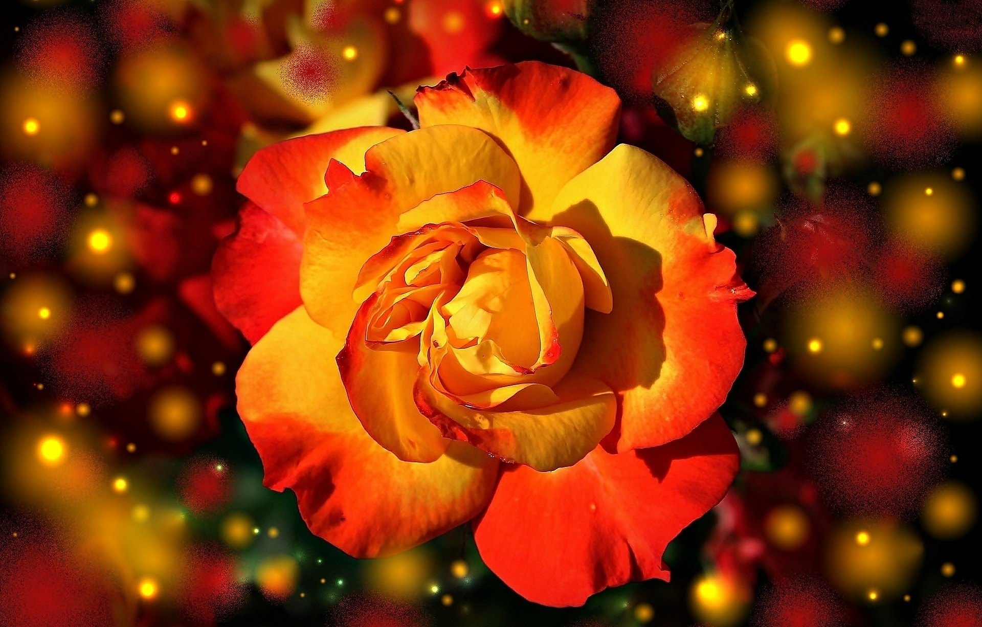 Free download wallpaper Flower, Light, Rose, Artistic on your PC desktop