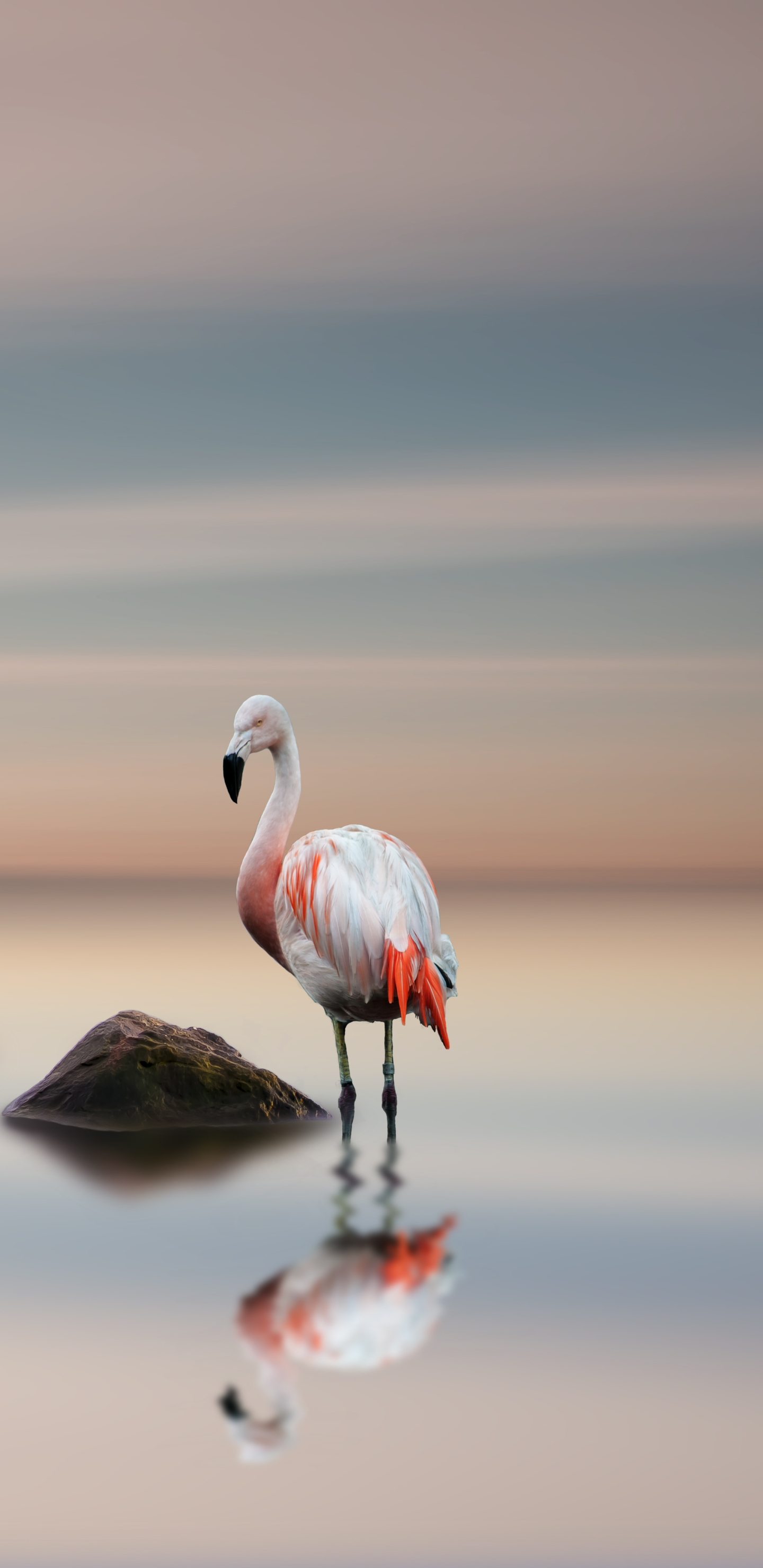 Download mobile wallpaper Birds, Flamingo, Horizon, Reflection, Bird, Animal for free.