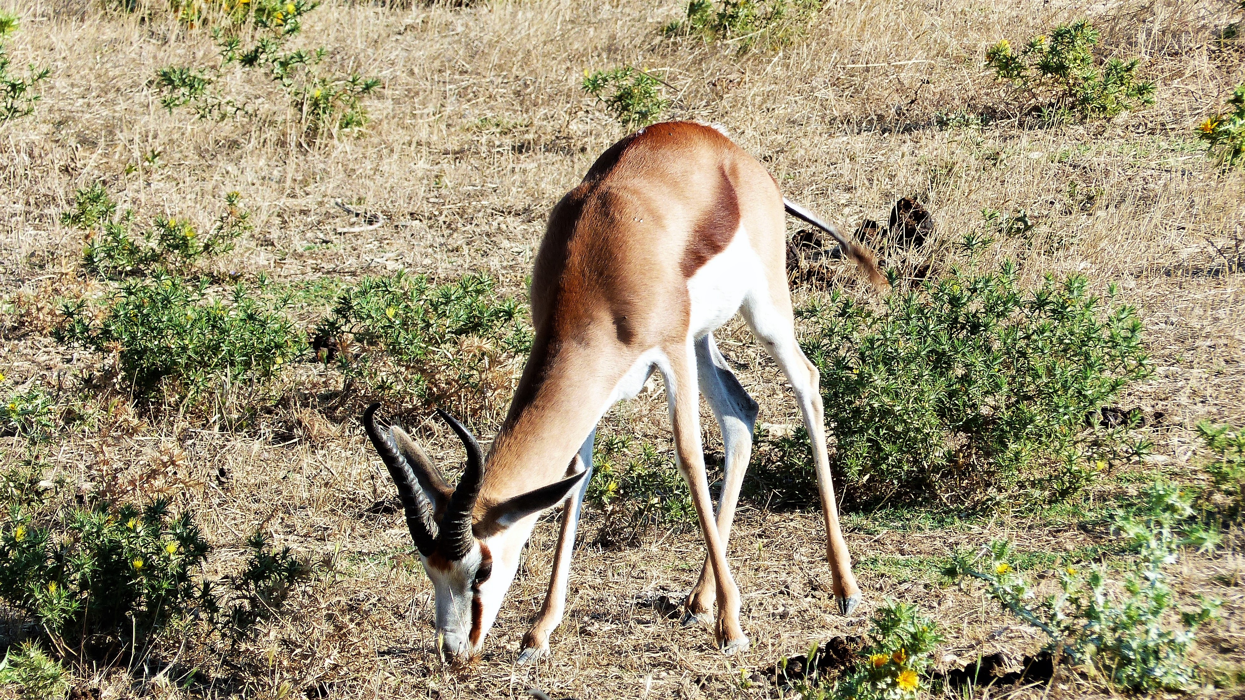 Laden Sie das Tiere, Antilope-Bild kostenlos auf Ihren PC-Desktop herunter