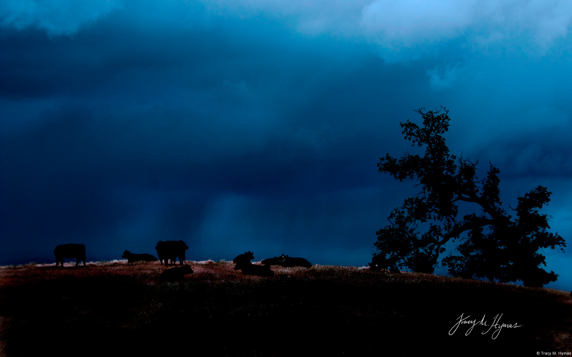 photography, night, blue, cattle, cloud, cow, silhouette, sky, tree