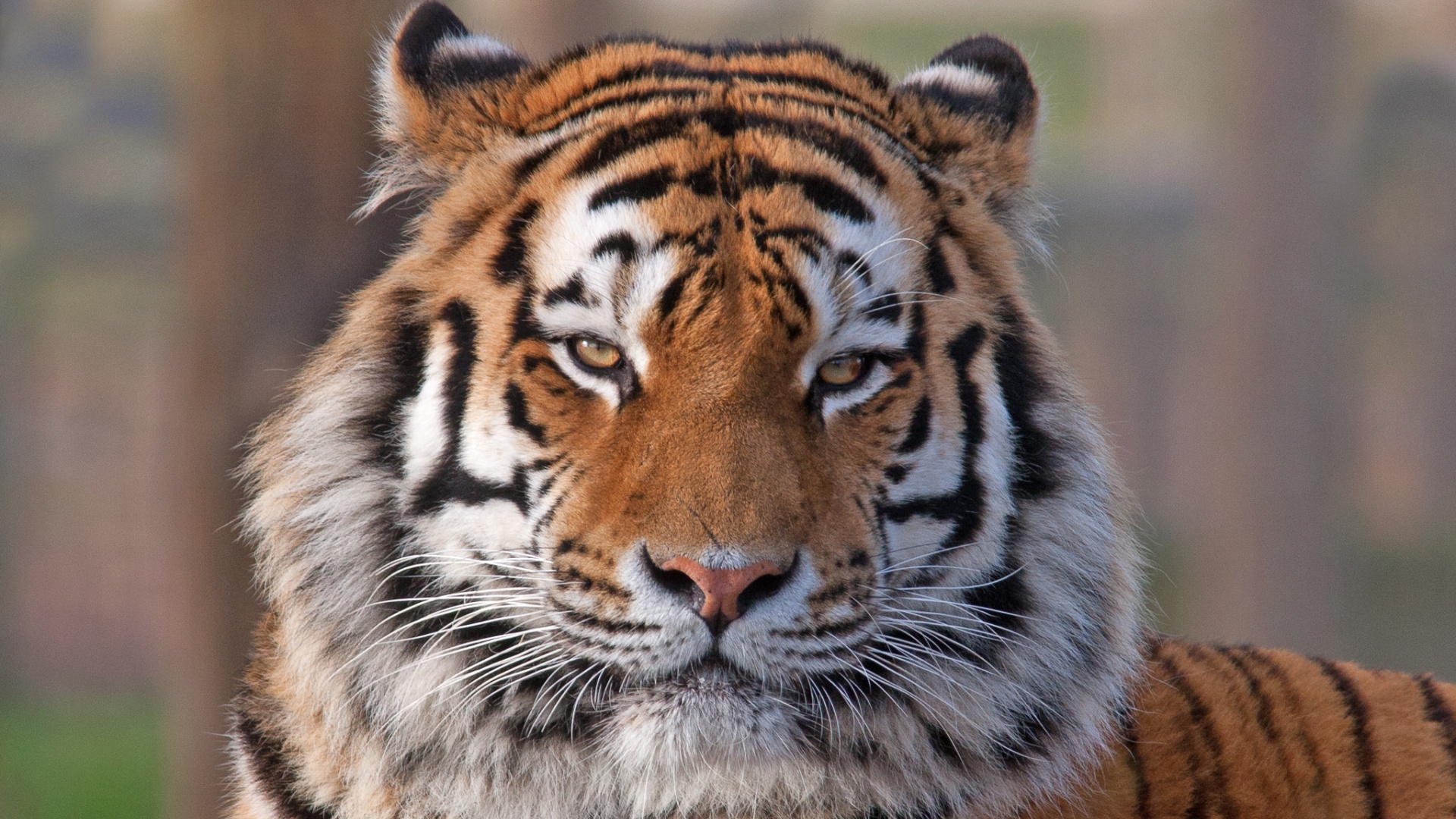 Baixar papel de parede para celular de Animais, Gatos, Tigre gratuito.