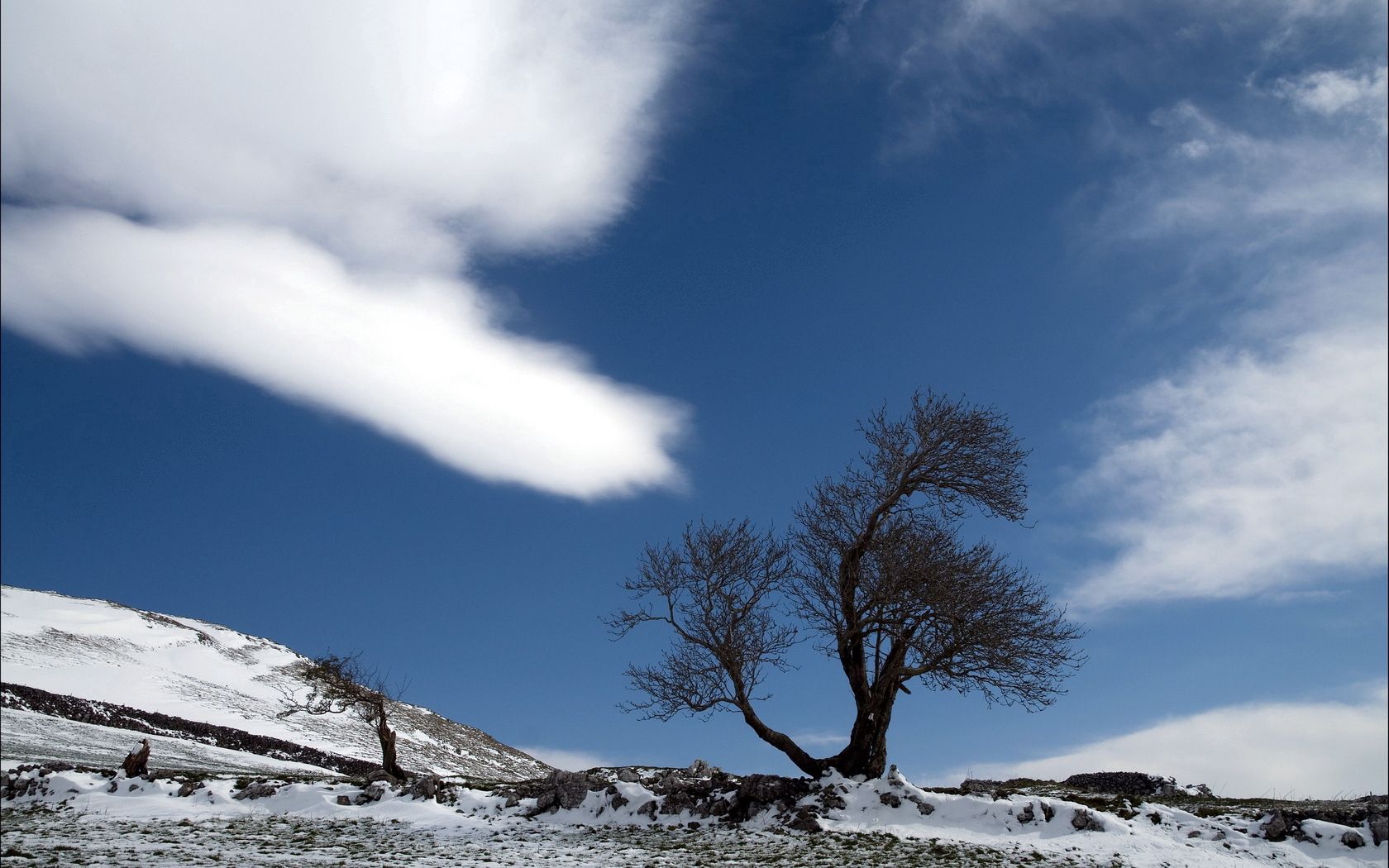 Скачать обои бесплатно Облако, Дерево, Снег, Одинокое, Природа, Земля картинка на рабочий стол ПК