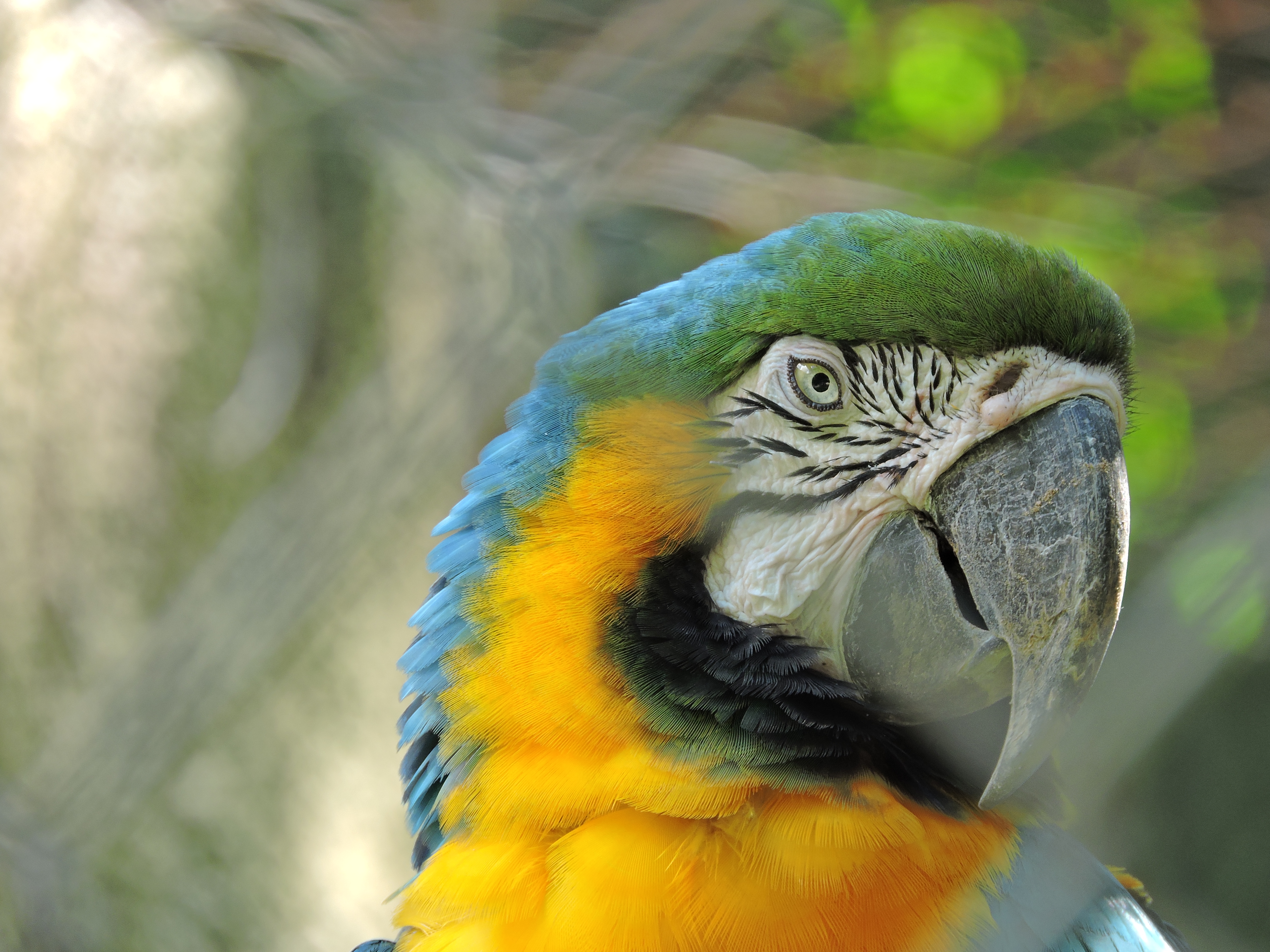 Laden Sie das Tiere, Vögel, Bokeh, Papagei, Gelbbrustara-Bild kostenlos auf Ihren PC-Desktop herunter