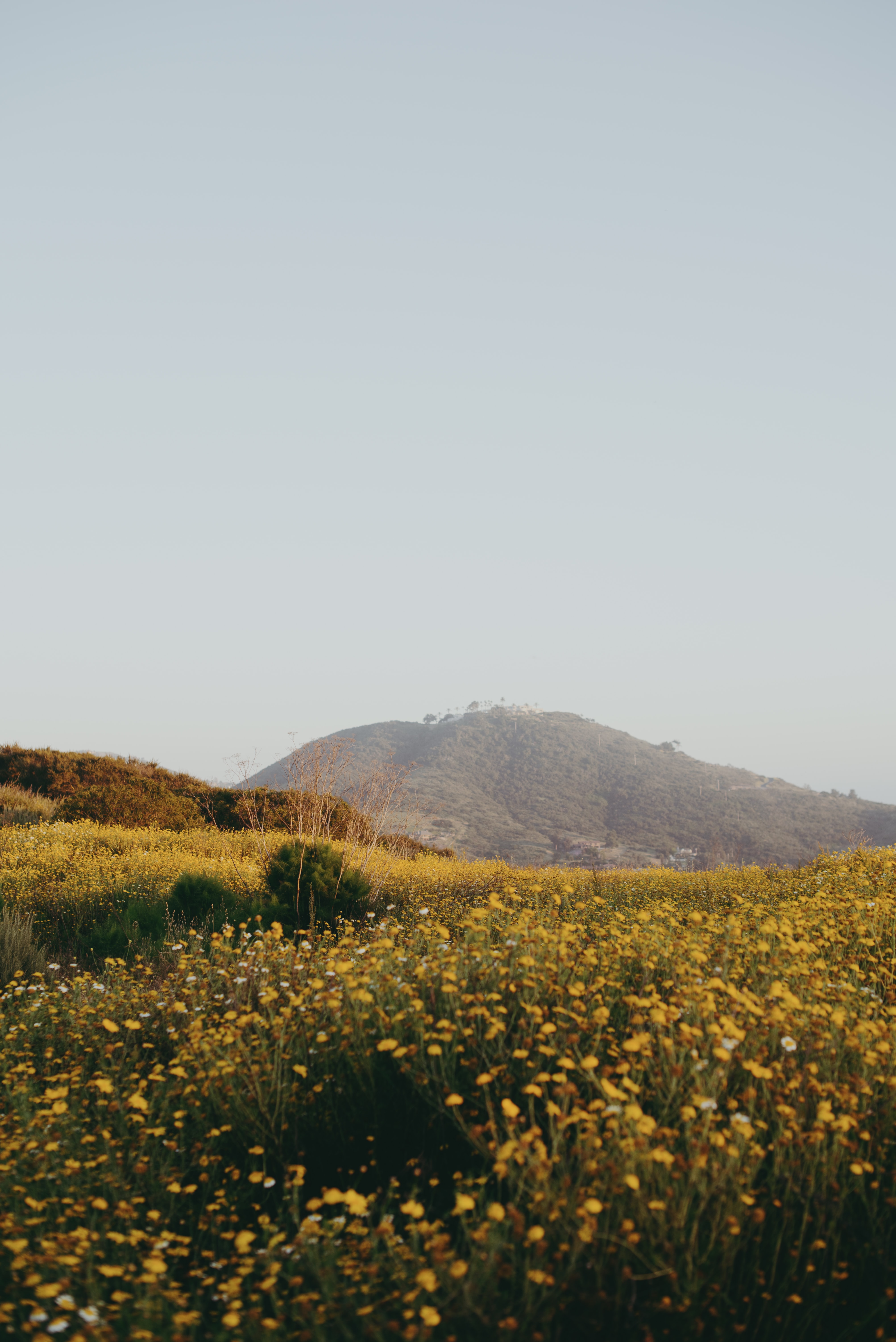 nature, flowers, field, hill, spaciousness, scope