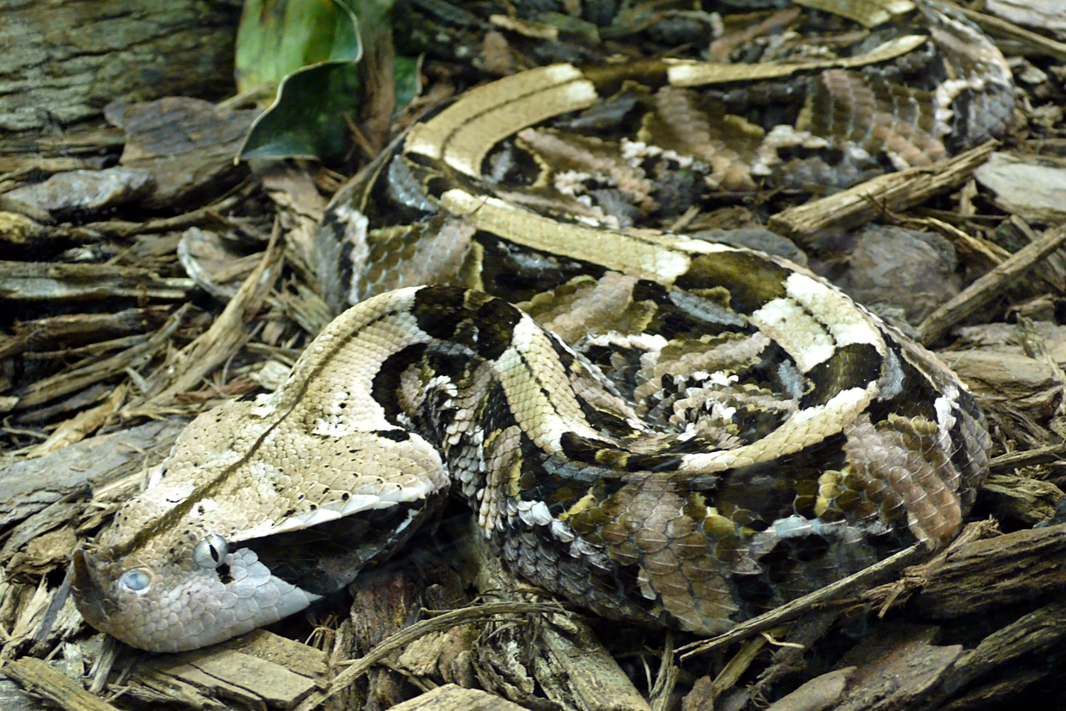 304711 Papéis de parede e Gabão Viper imagens na área de trabalho. Baixe os protetores de tela  no PC gratuitamente