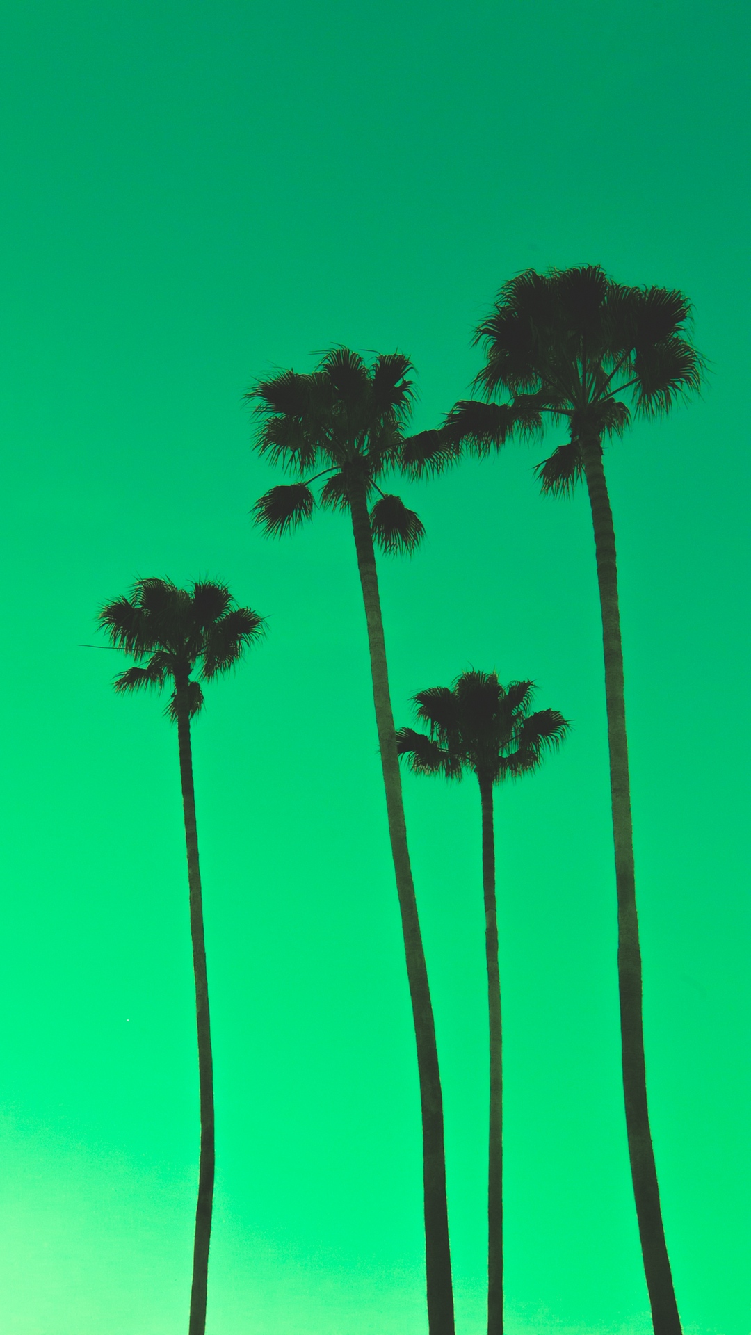 Скачать картинку Пальма, Зеленый, Земля/природа в телефон бесплатно.