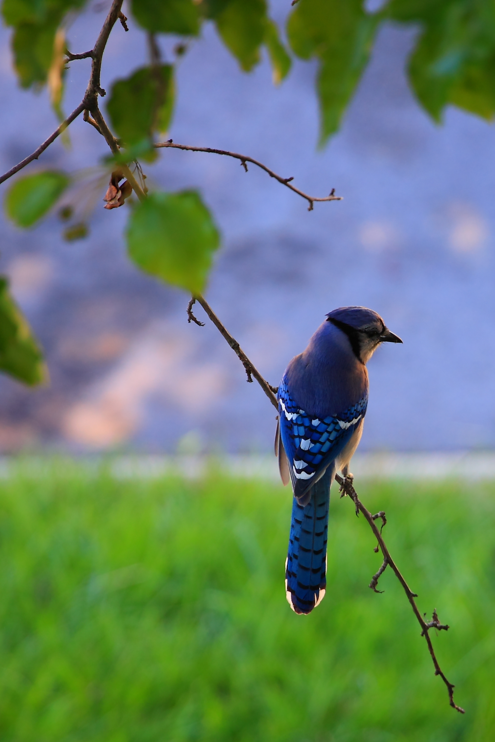 bird, animals, feather, blue, beak, branch 4K Ultra